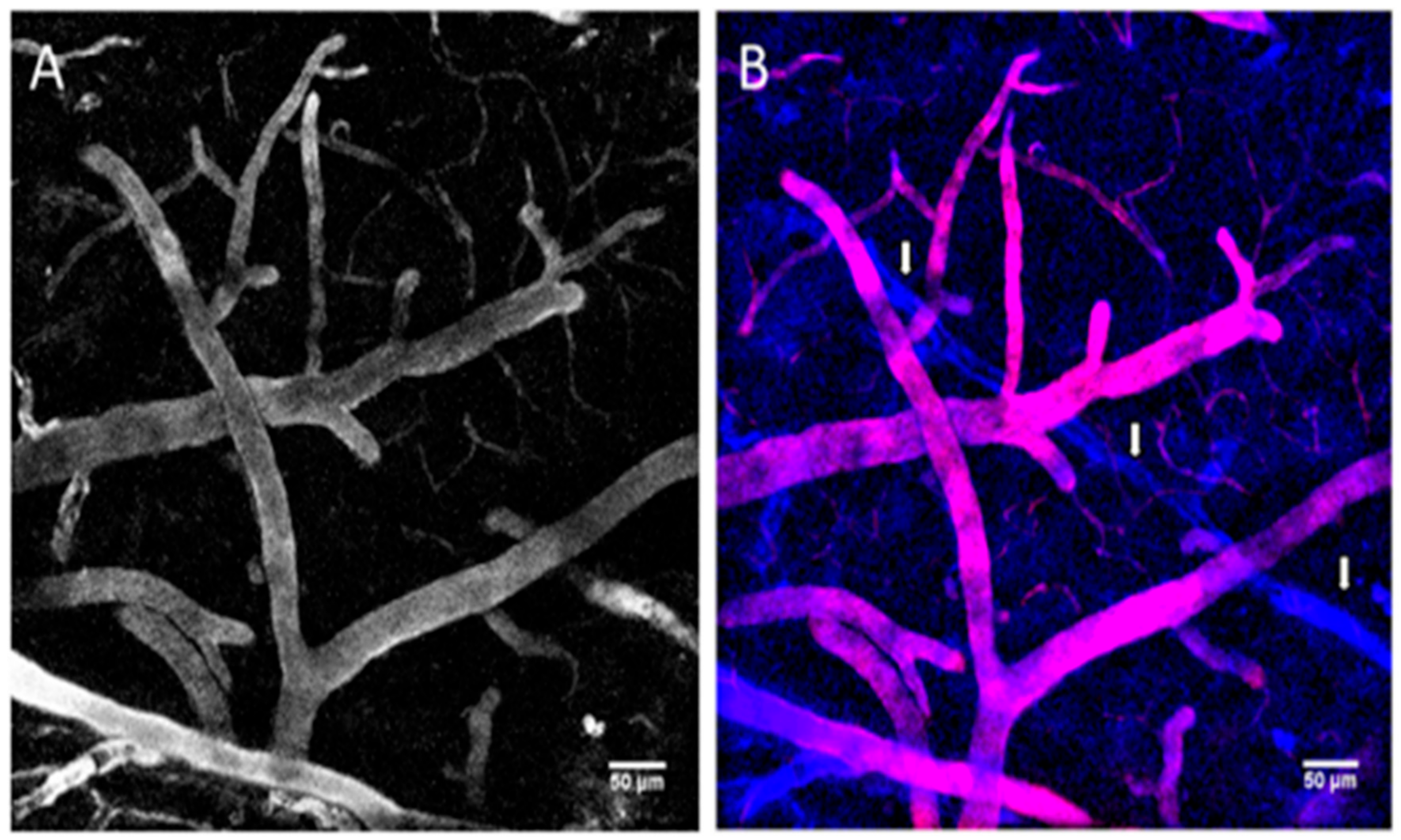 Ijms 21 00455 g008 Ijms 21 00455 g008
