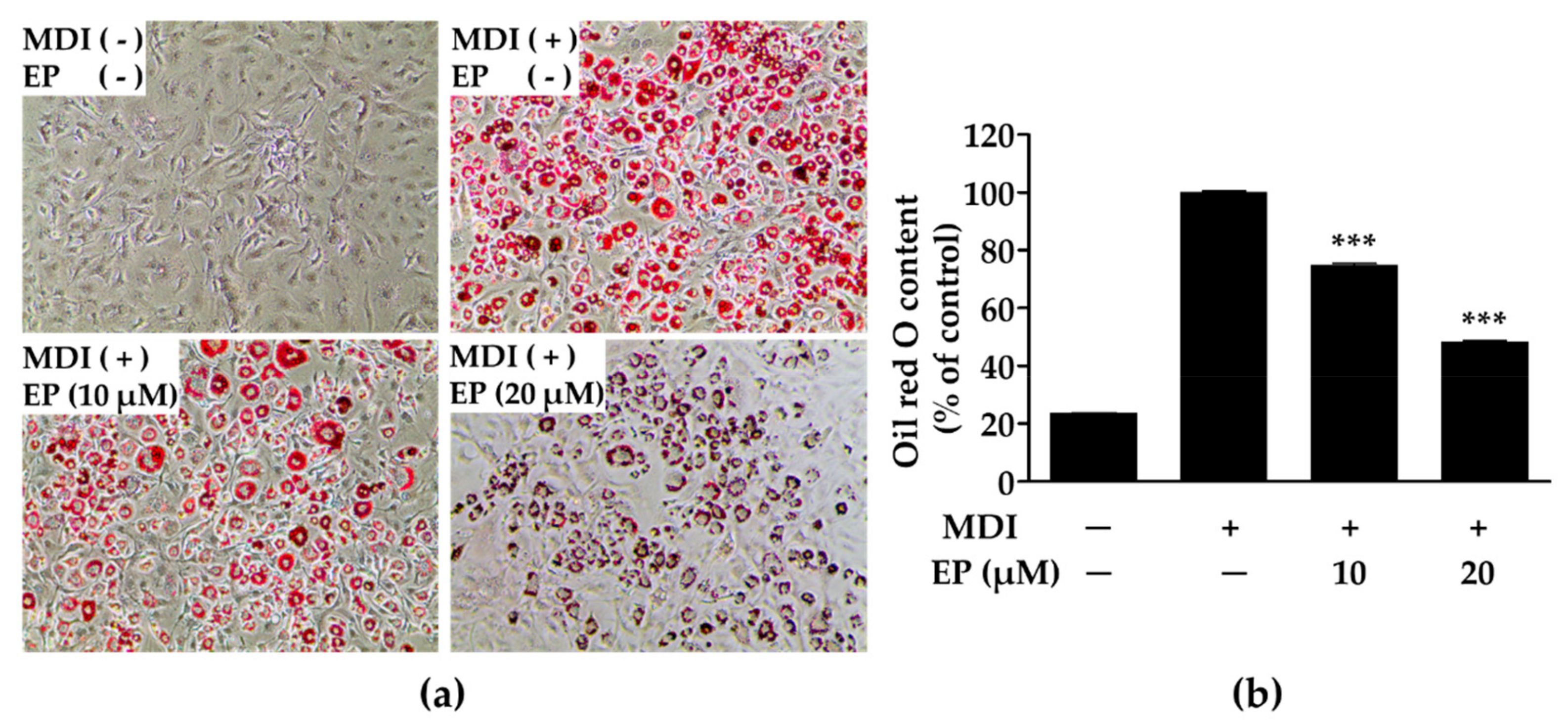 Ijms Free Full Text Ergosterol Peroxide From The Medicinal Mushroom Ganoderma Lucidum Inhibits Differentiation And Lipid Accumulation Of 3t3 L1 Adipocytes Html