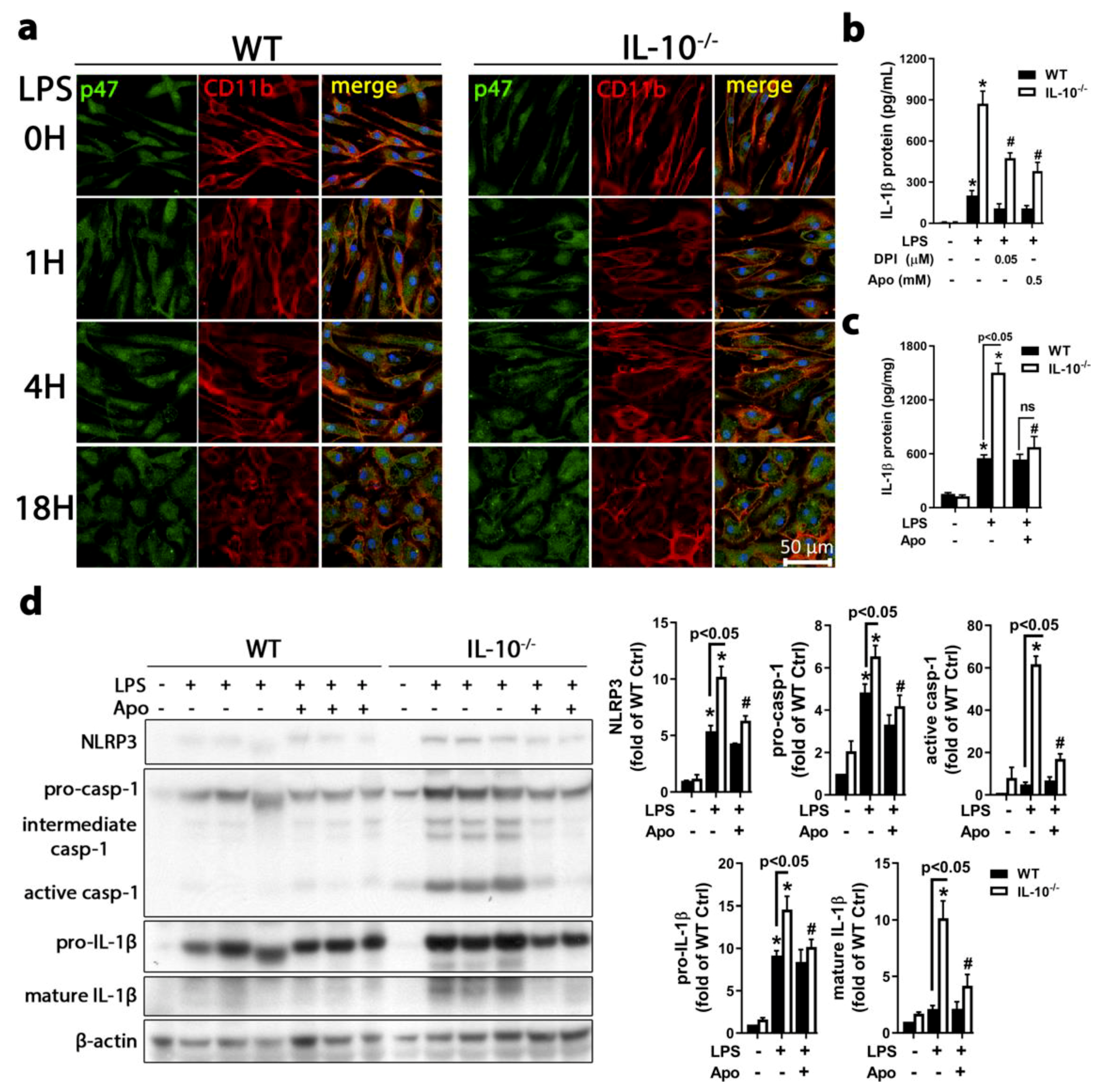 Ijms 21 00465 g004 Ijms 21 00465 g004