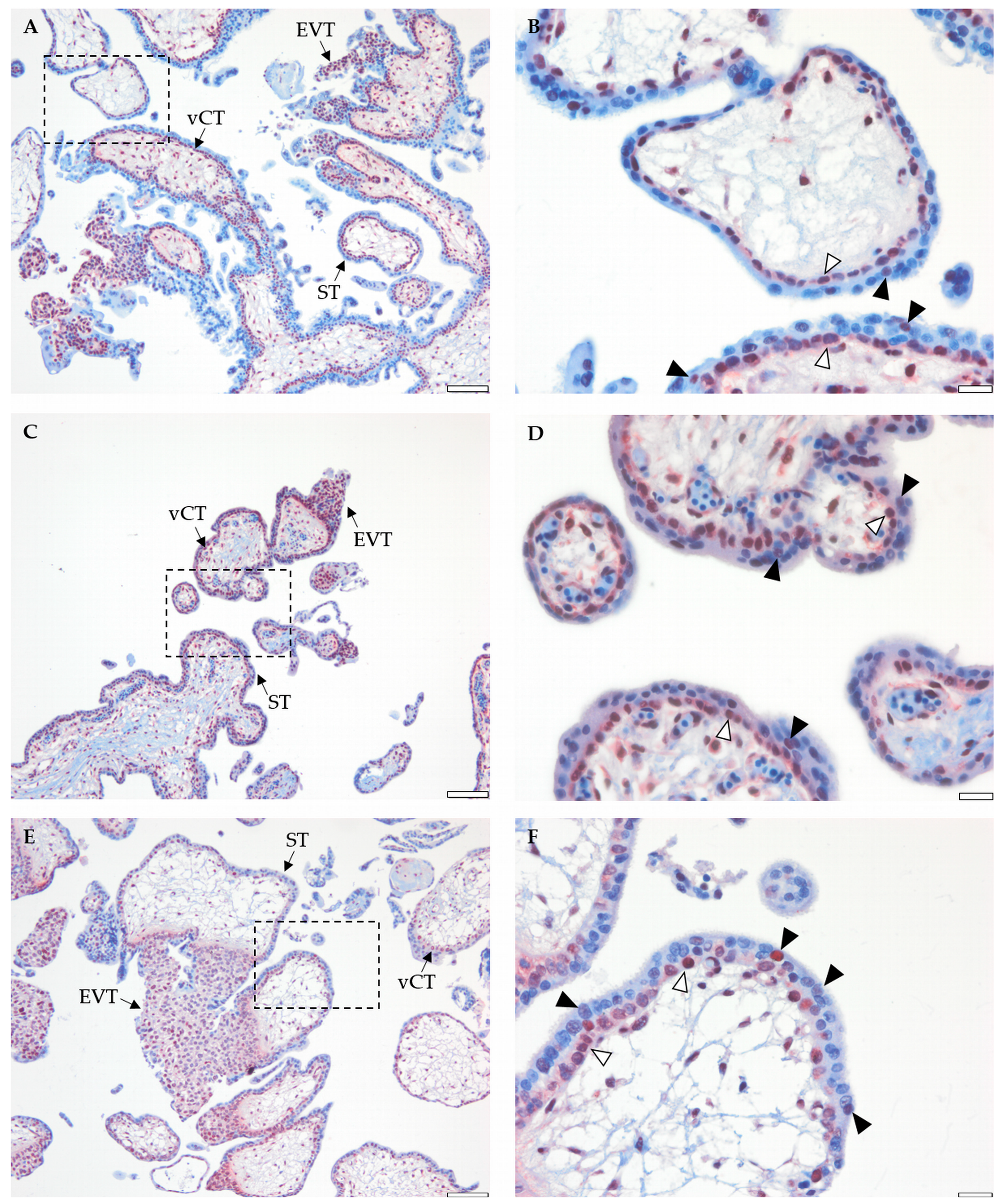 Ijms 21 00468 g005 Ijms 21 00468 g005