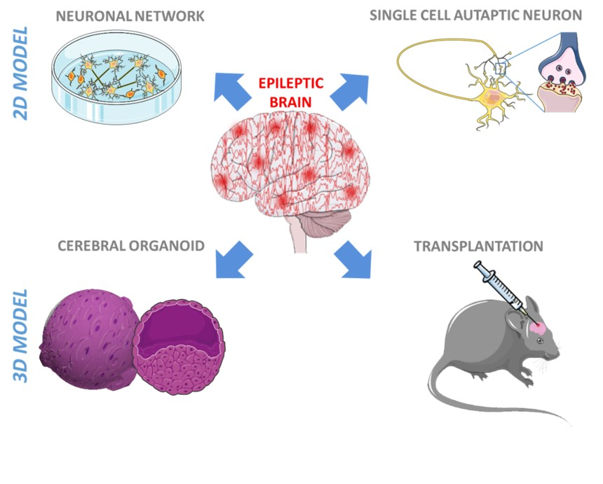 stem cell technologies stem cell technologies