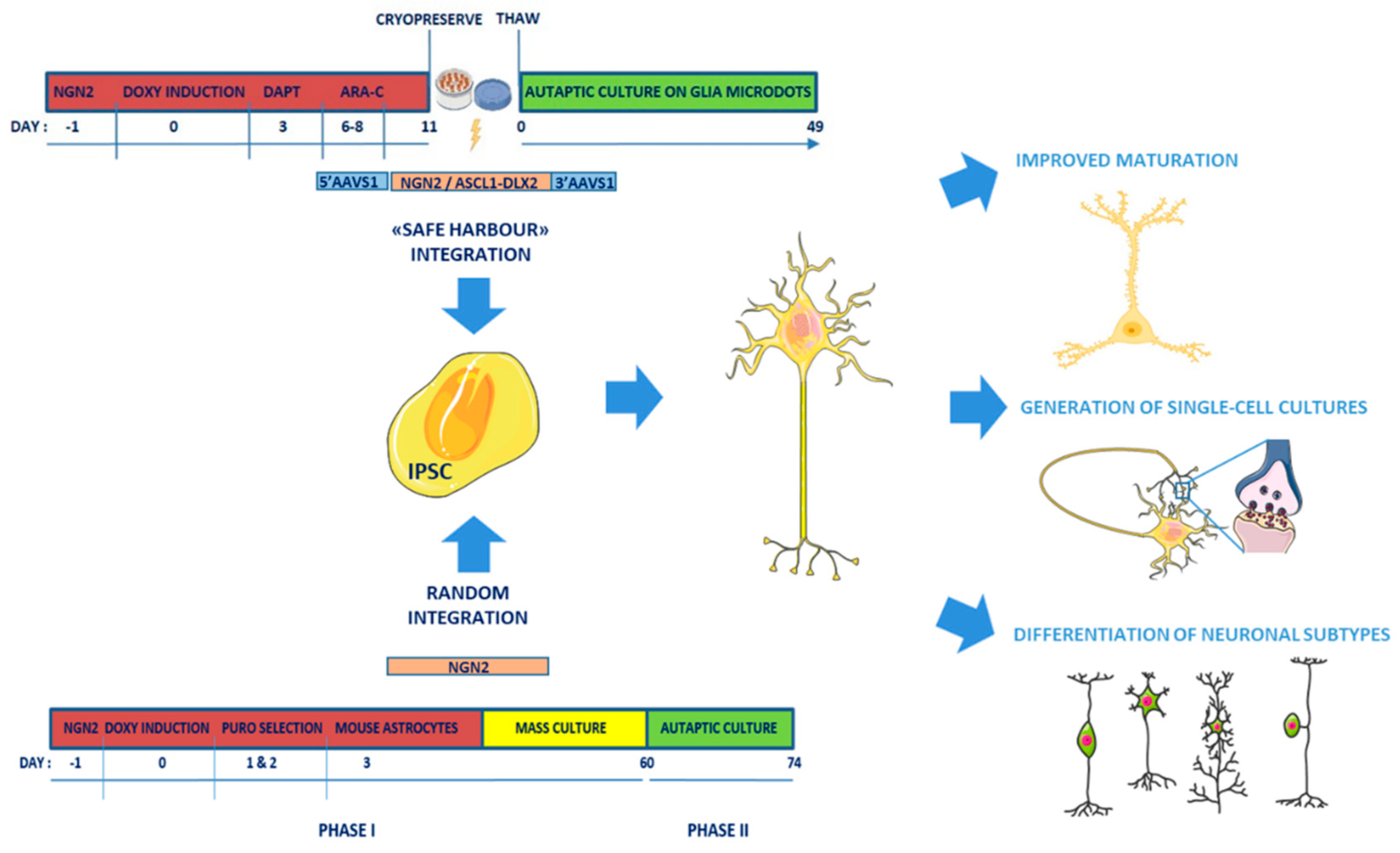 Ijms 21 00482 g001 Ijms 21 00482 g001