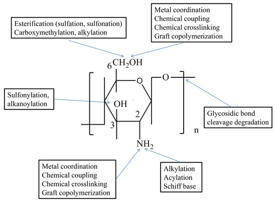 【国内即発送】 Derivatives Chitosan and Biomedicine in Application Their トップス