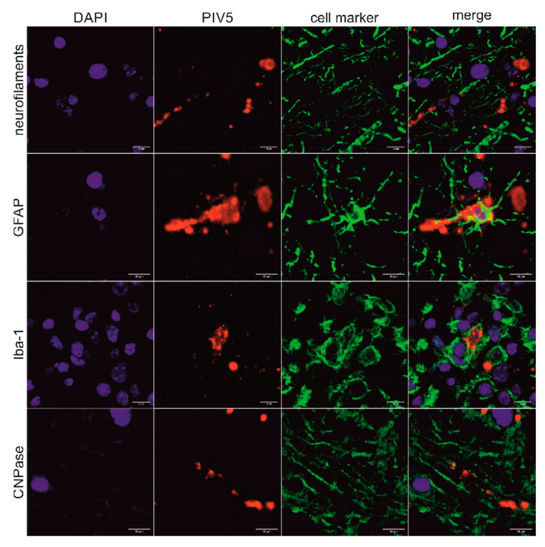 Ijms 21 00498 g004 Ijms 21 00498 g004