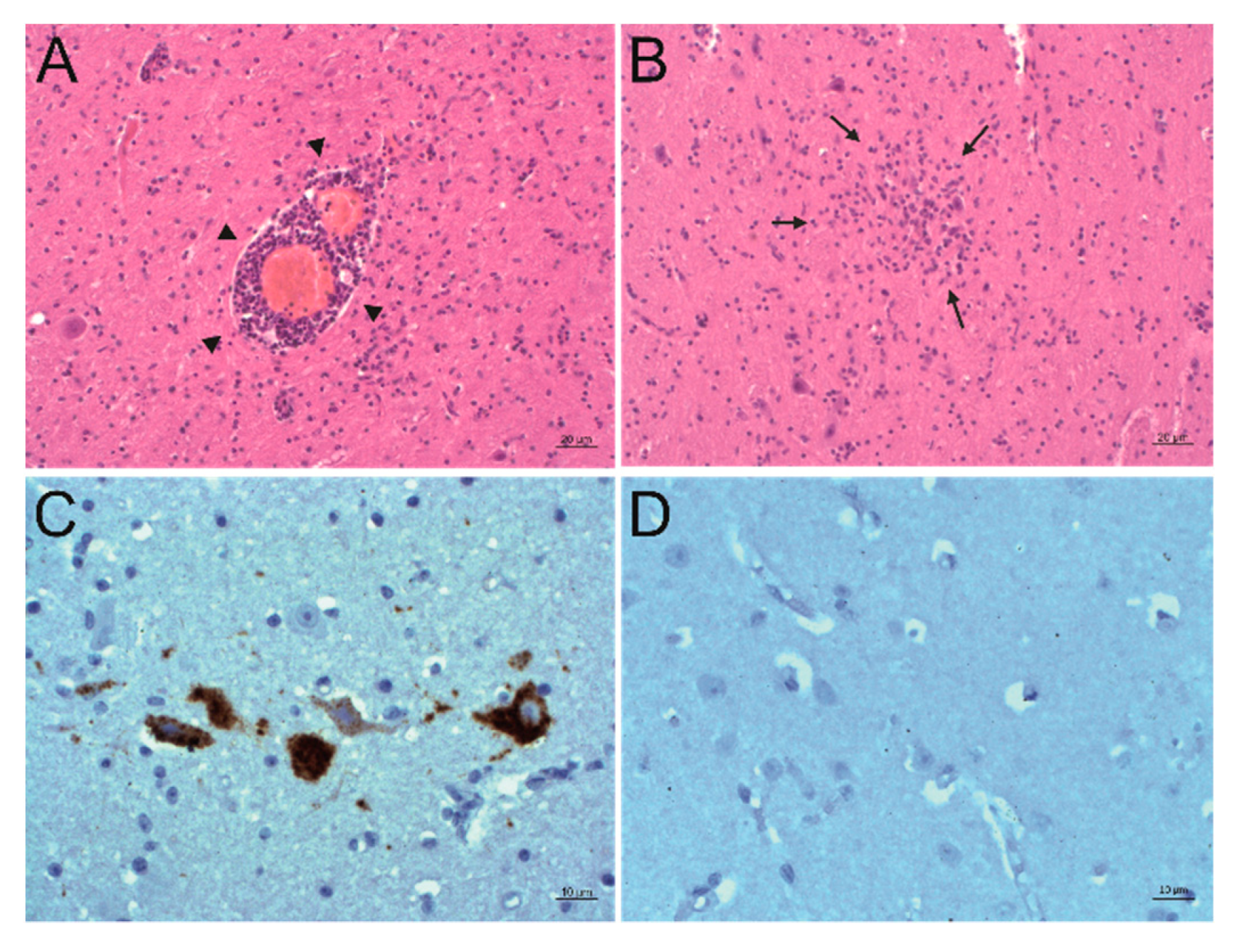 Ijms 21 00498 g005 Ijms 21 00498 g005