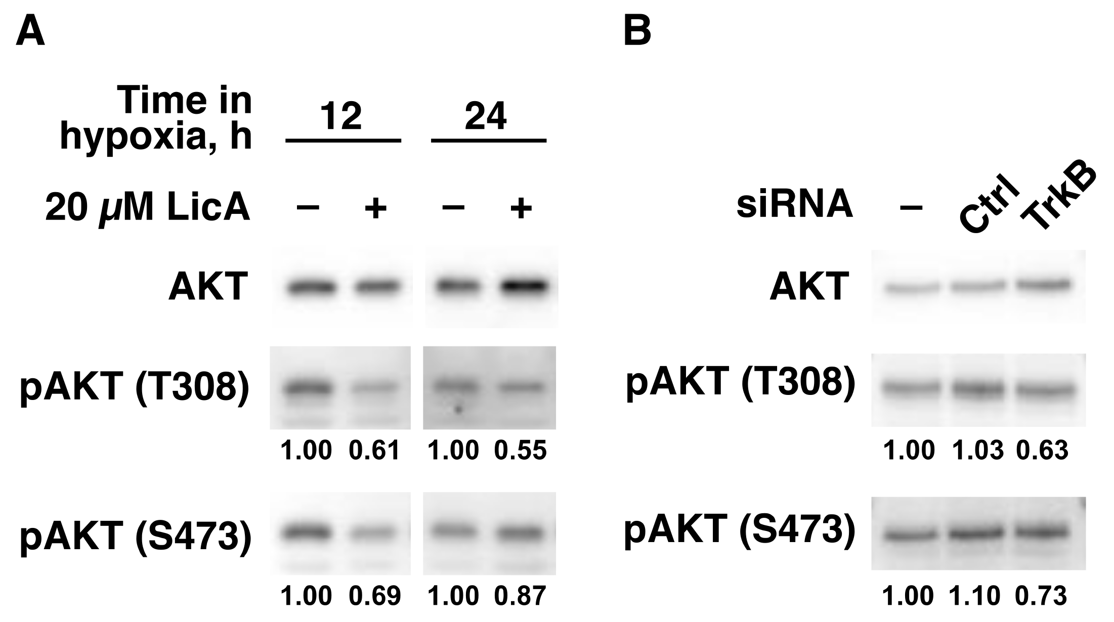 Ijms 21 00506 g003 Ijms 21 00506 g003