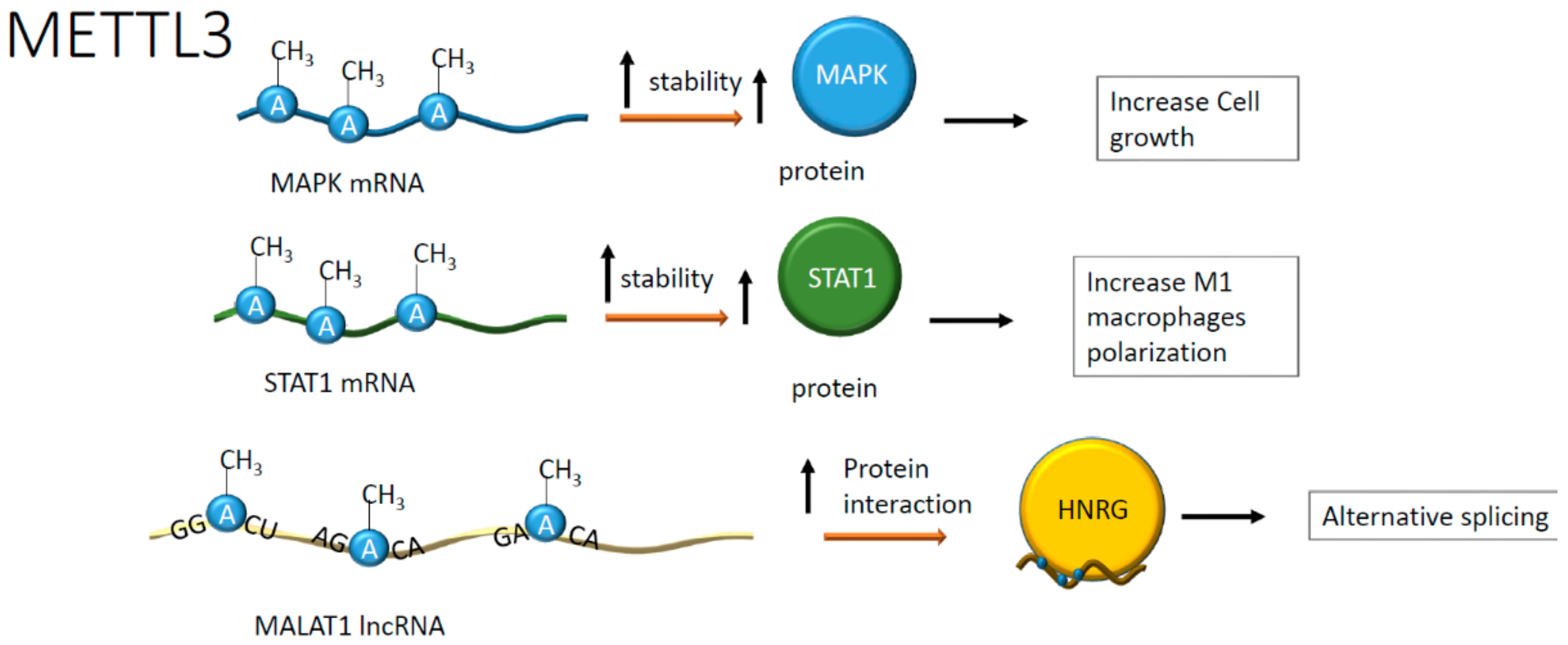 Ijms 21 00509 g004 Ijms 21 00509 g004