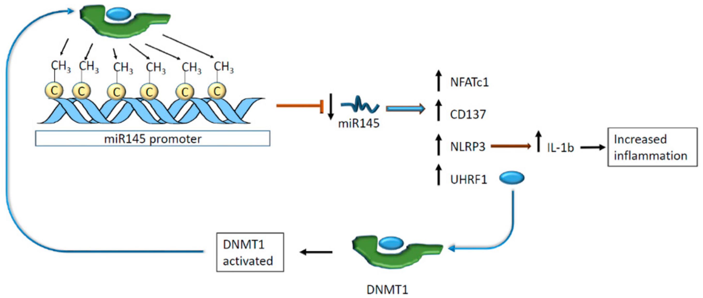 Ijms 21 00509 g008 Ijms 21 00509 g008