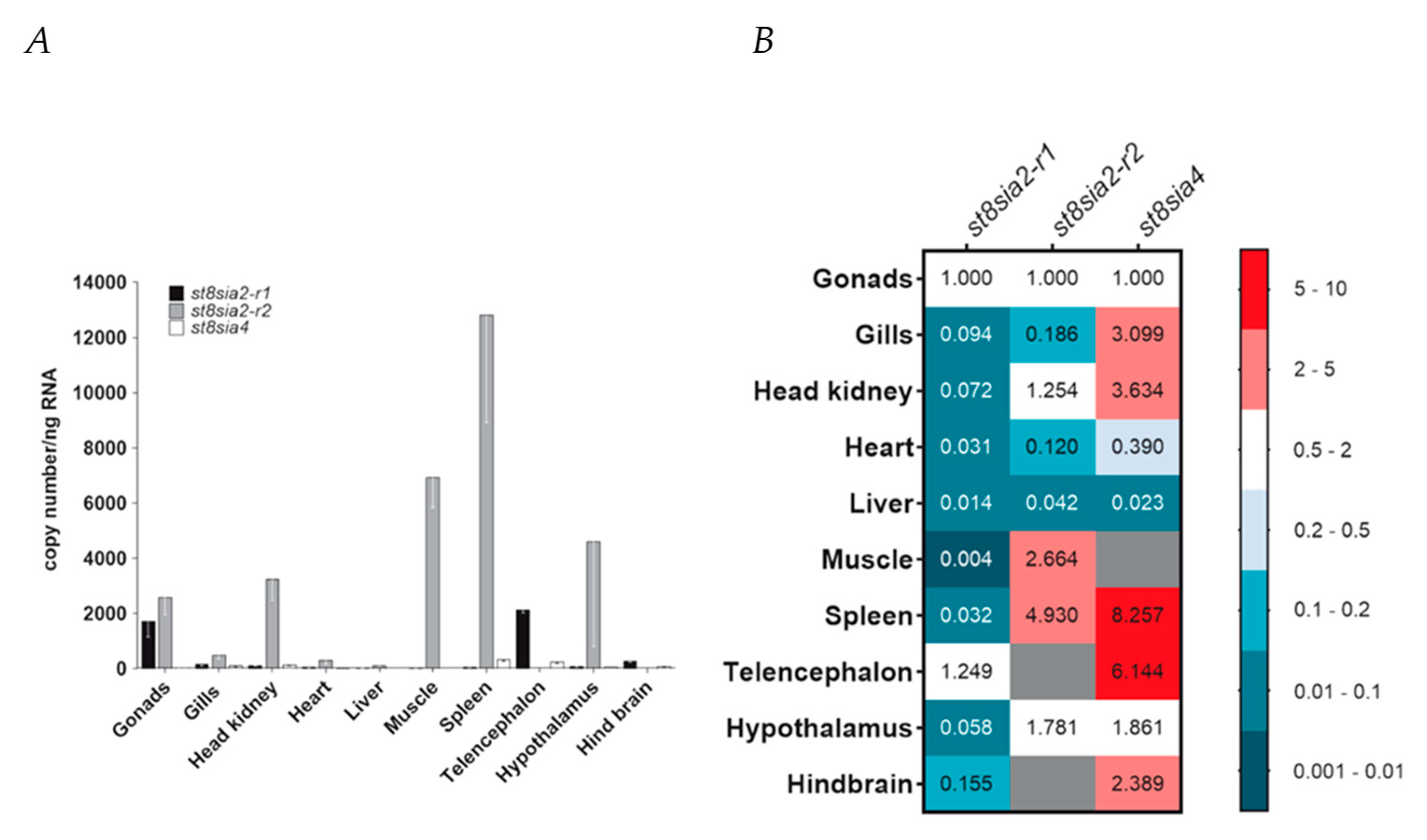 Ijms Free Full Text Vertebrate Alpha2 8 Sialyltransferases St8sia A Teleost Perspective Html Ijms Free Full Text Vertebrate Alpha2 8 Sialyltransferases St8sia A Teleost Perspective Html