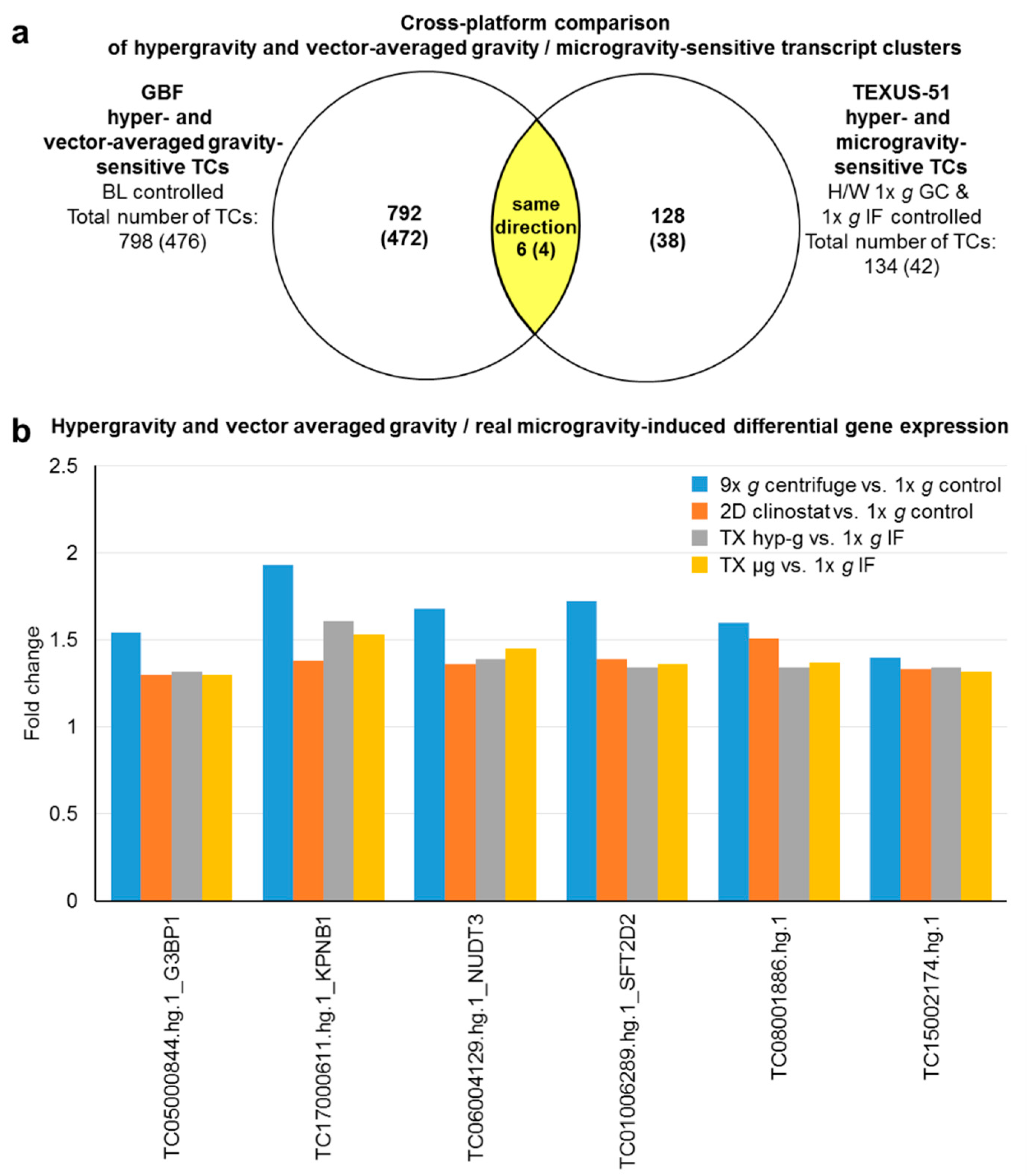 Ijms Free Full Text Rapid Cellular Perception Of Gravitational Forces In Human Jurkat T Cells And Transduction Into Gene Expression Regulation Html