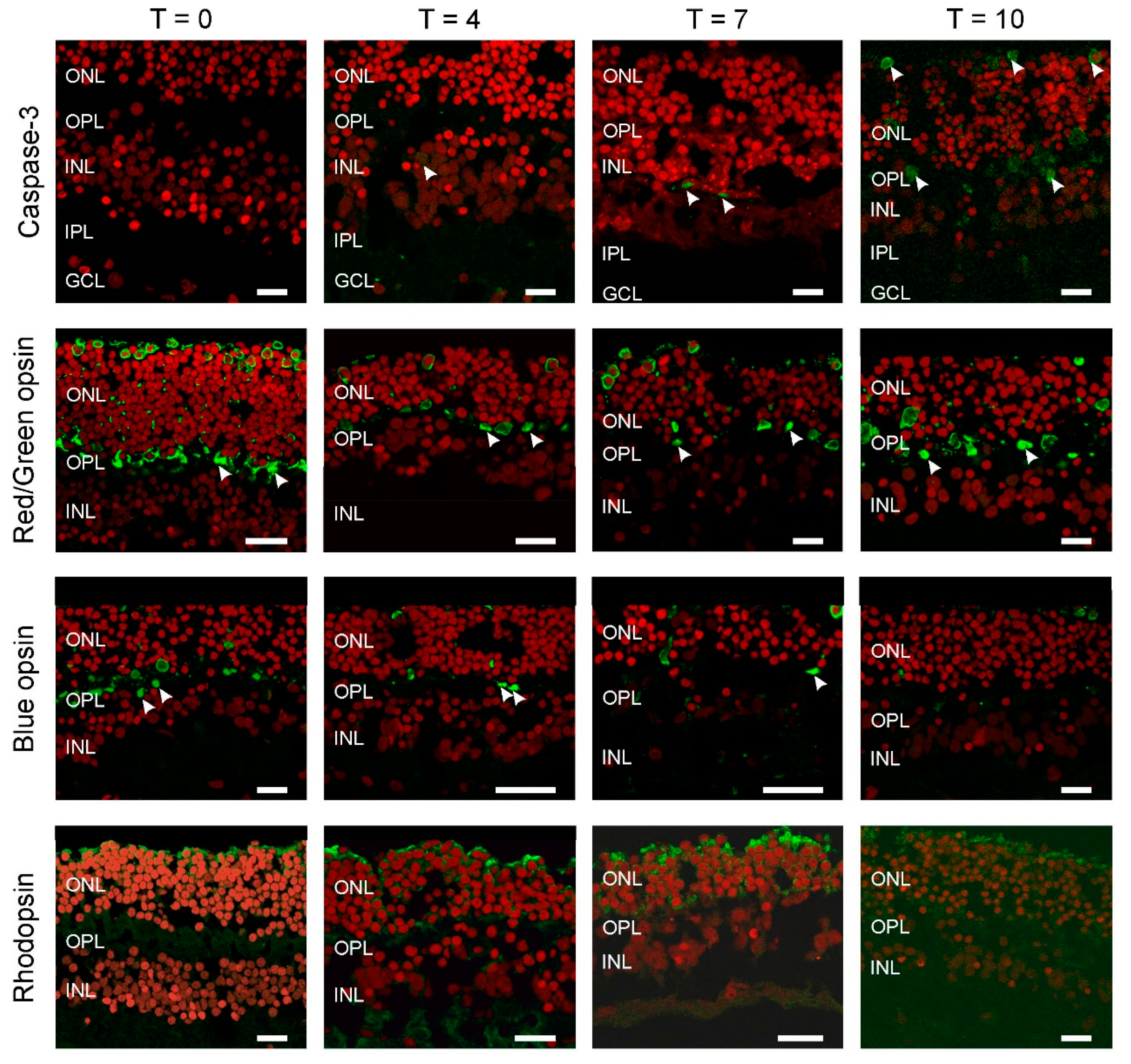 Ijms 21 00522 g001 Ijms 21 00522 g001