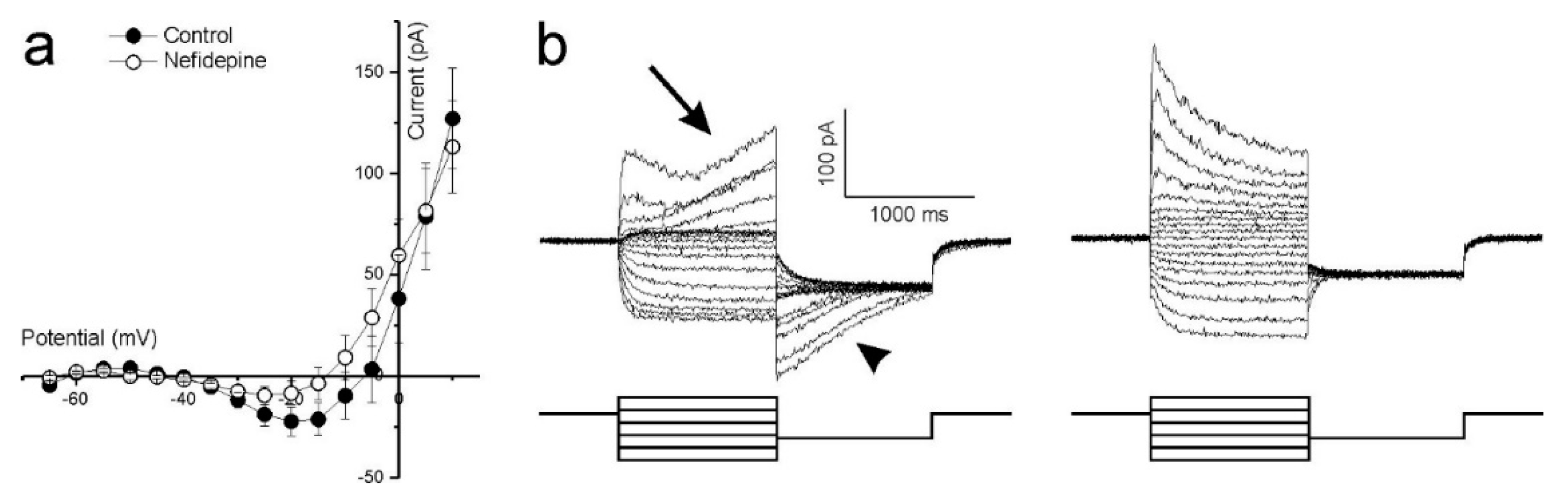 Ijms 21 00522 g004 Ijms 21 00522 g004