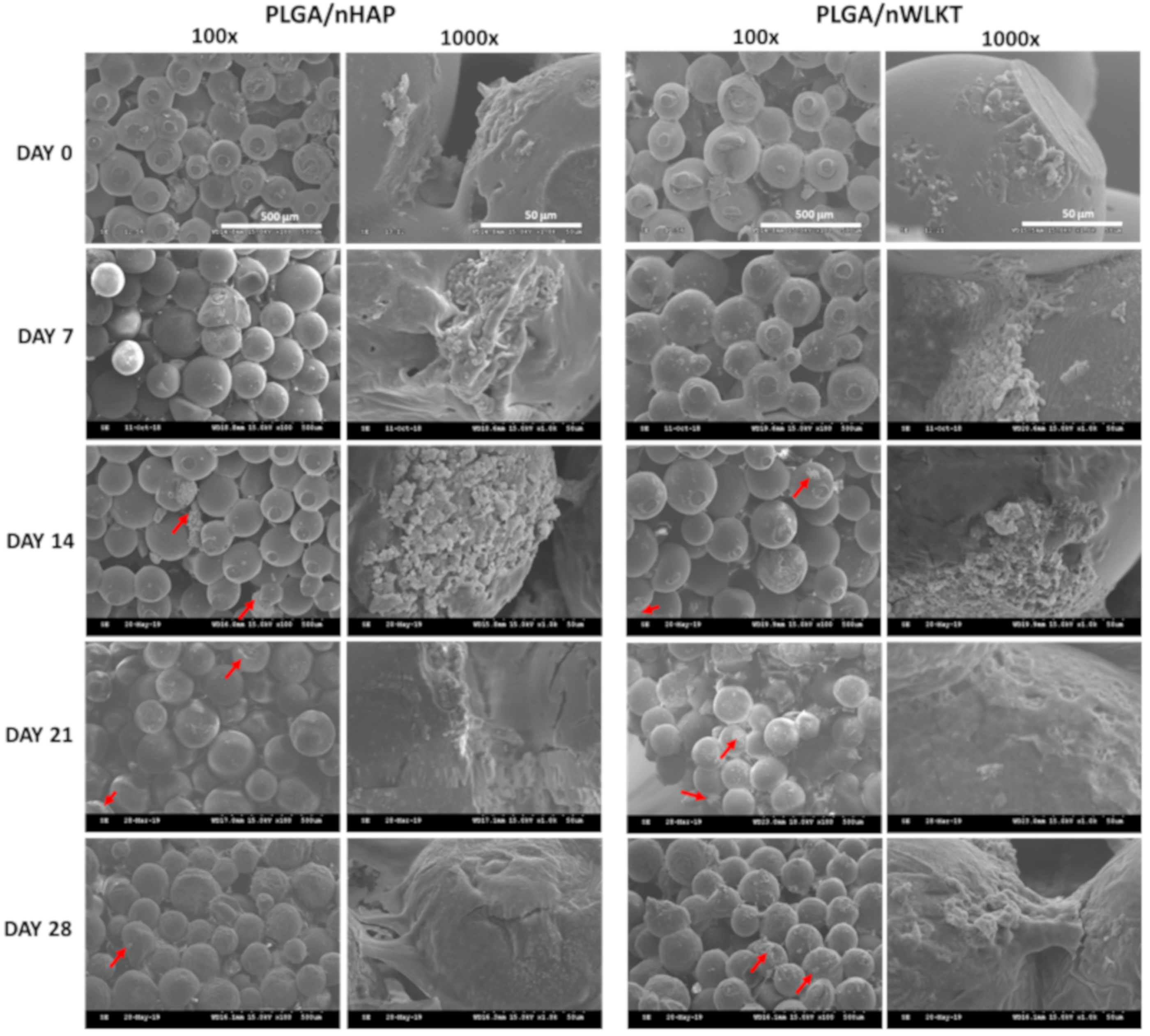 Ijms 21 00528 g004 Ijms 21 00528 g004