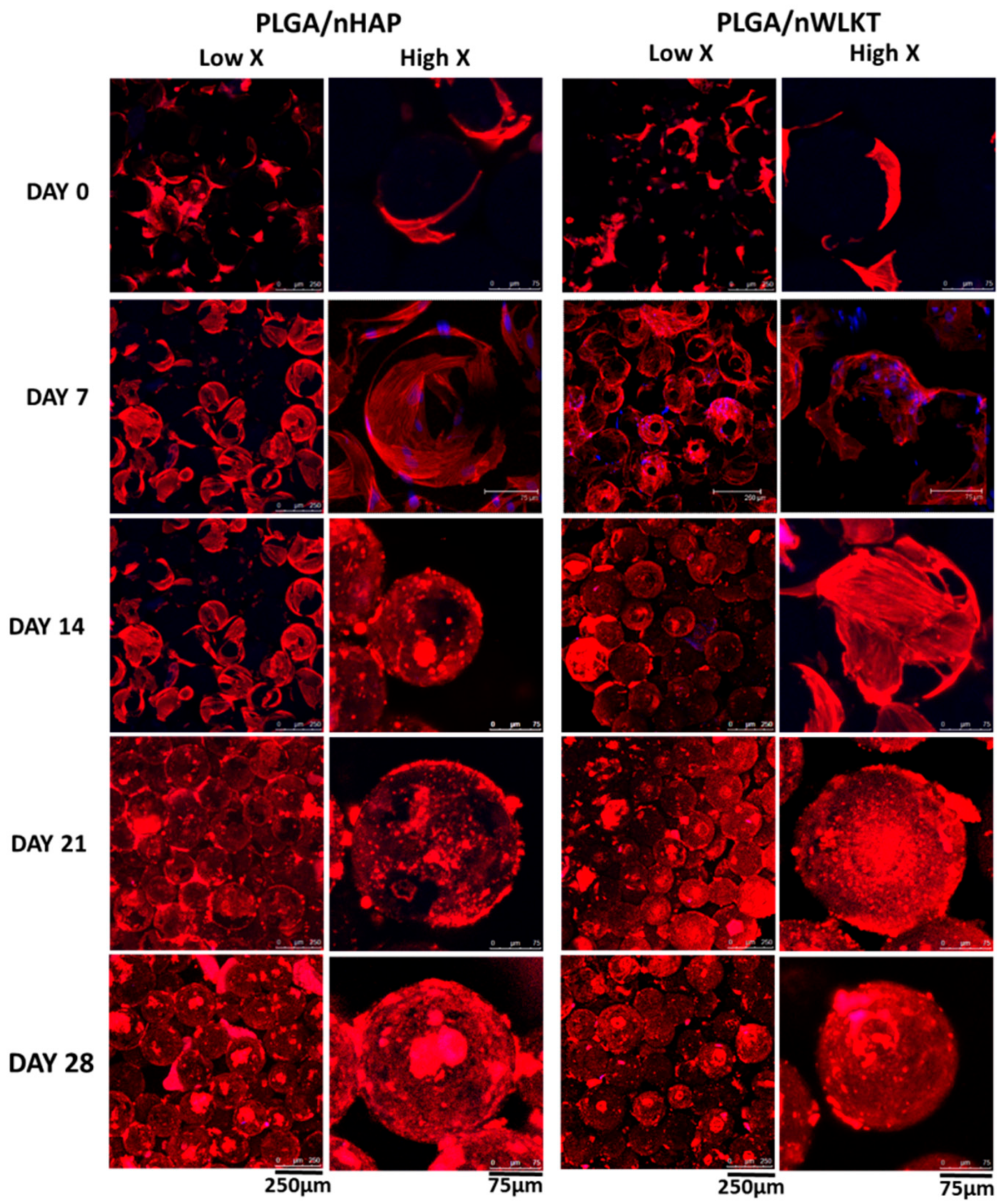 Ijms 21 00528 g005 Ijms 21 00528 g005