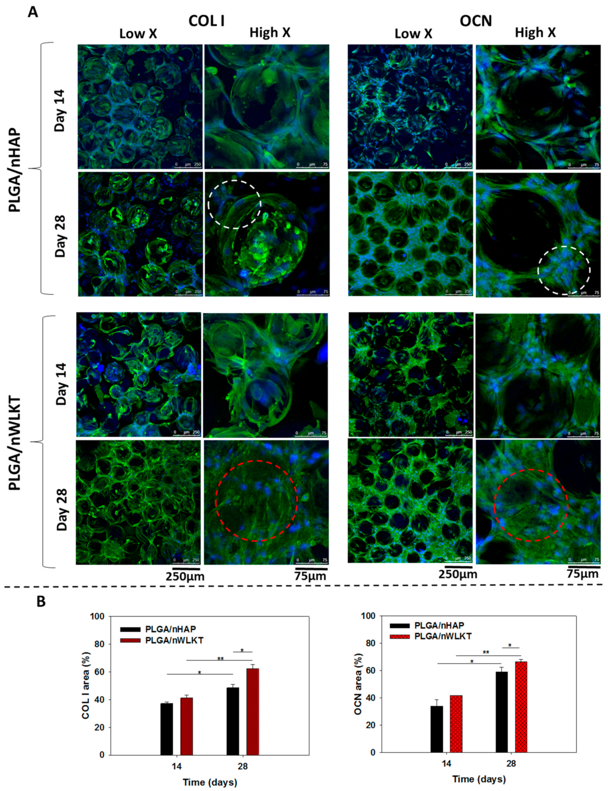 Ijms 21 00528 g007 Ijms 21 00528 g007