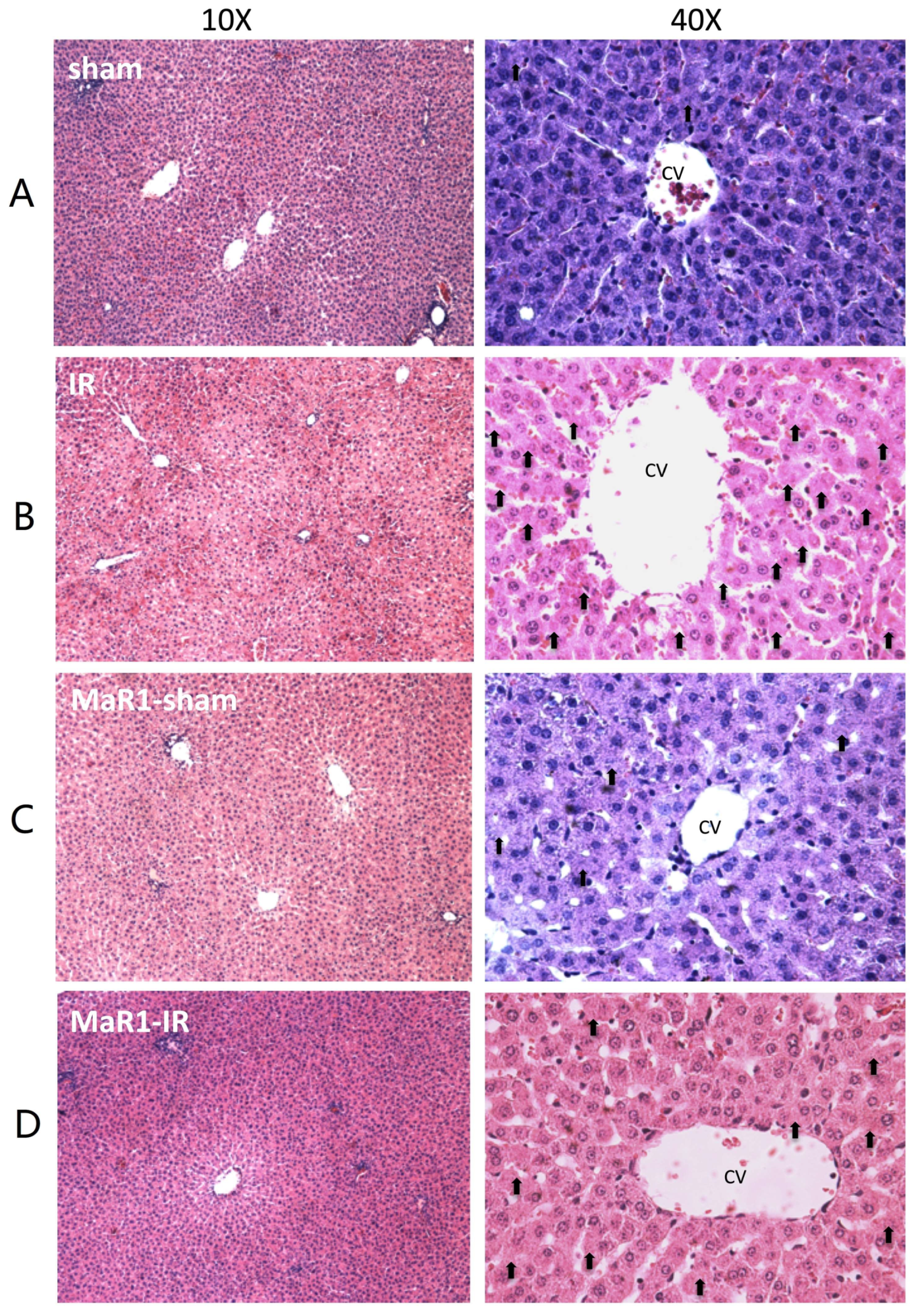 Ijms 21 00540 g002a