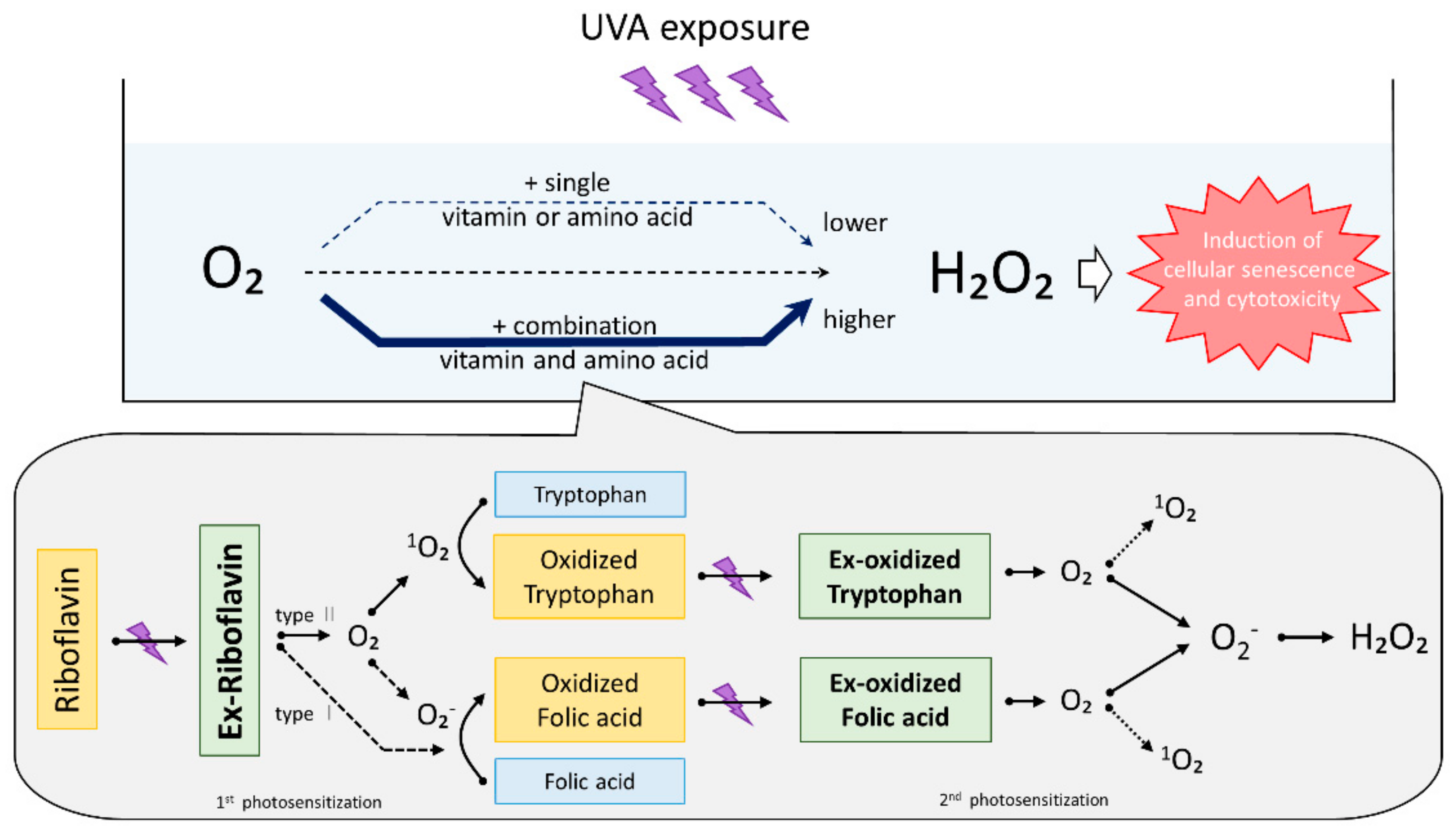 IJMS Free FullText Riboflavin Plays a Pivotal Role in the UVA