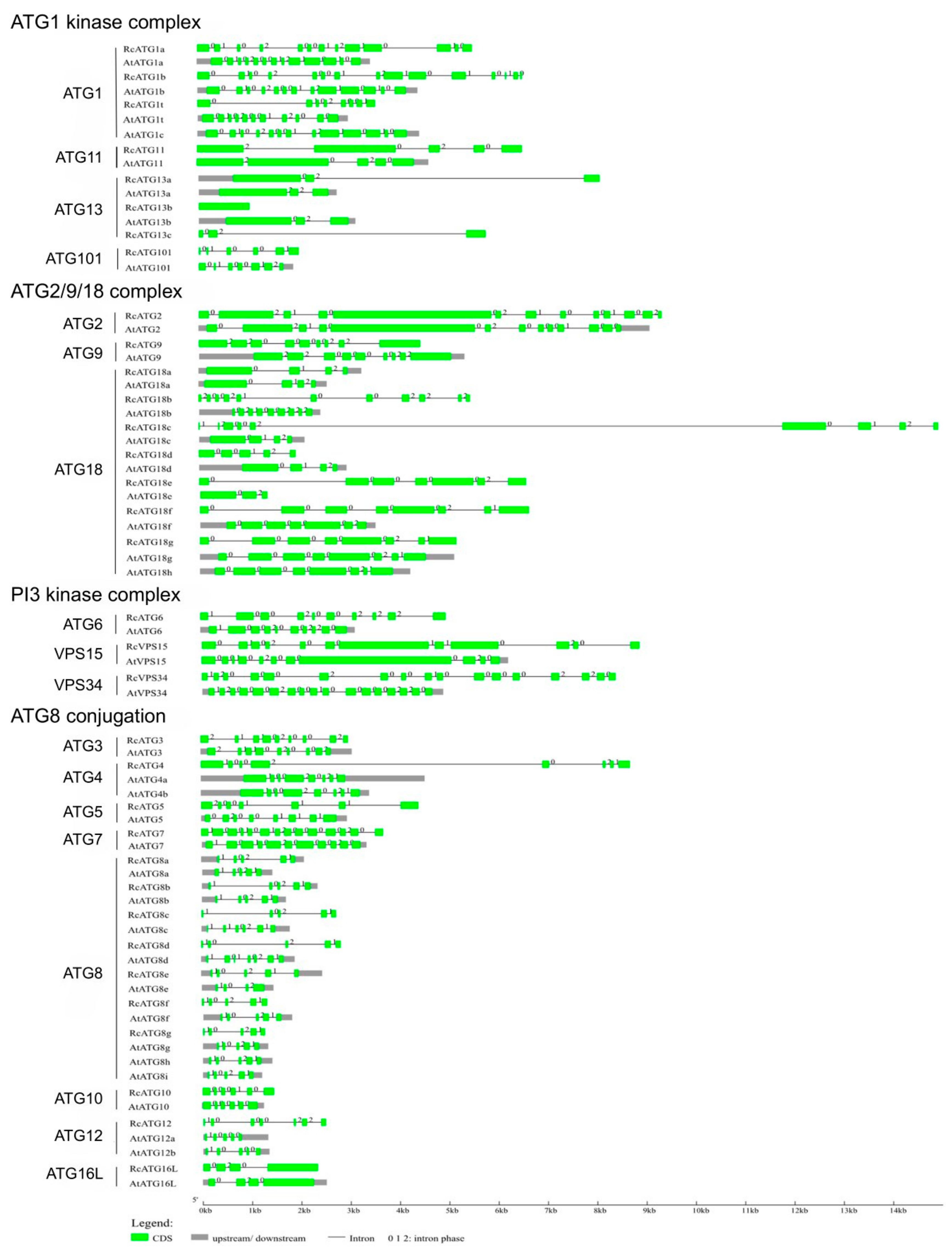 Ijms 21 00562 g001 Ijms 21 00562 g001