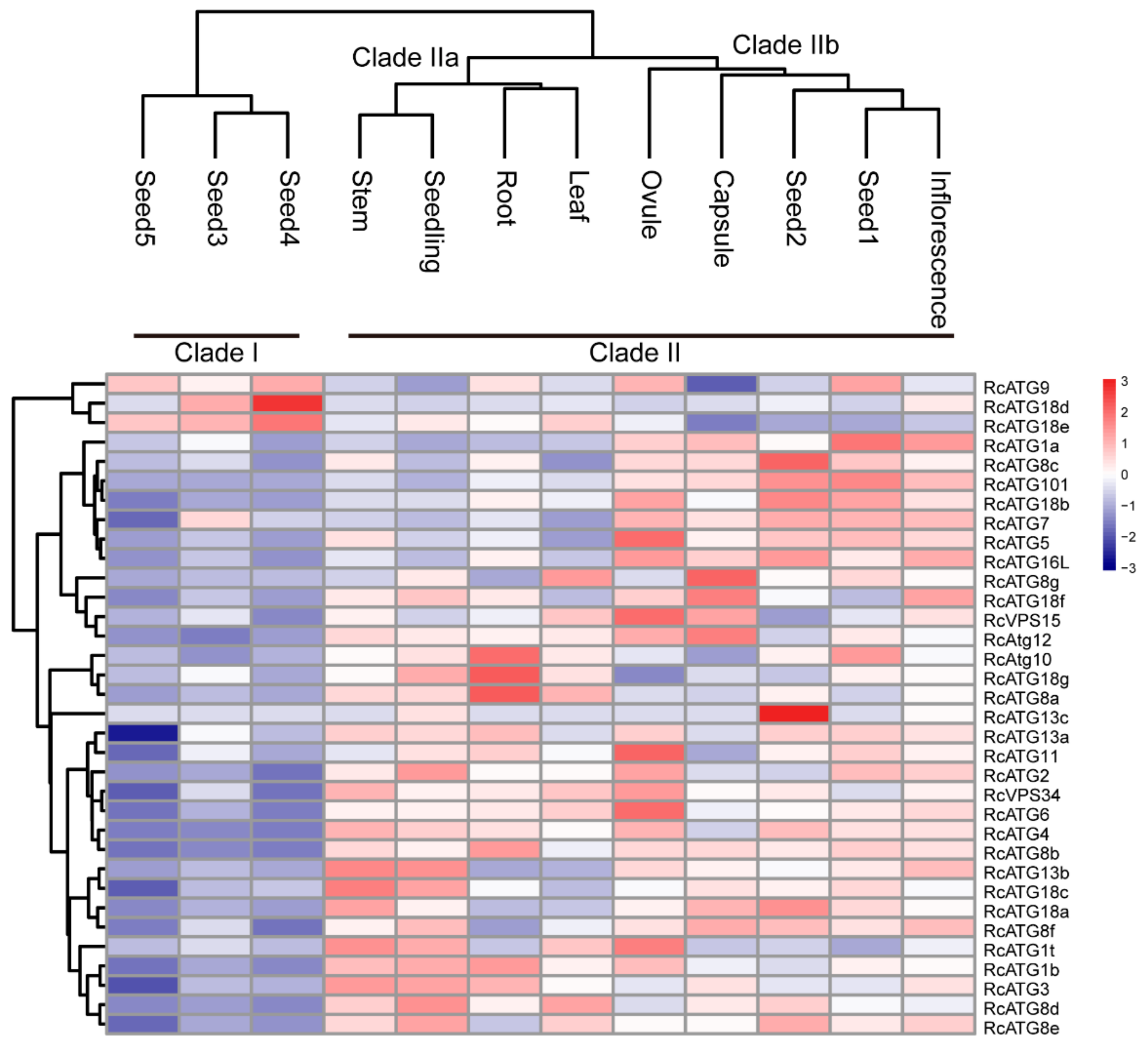 Ijms 21 00562 g003 Ijms 21 00562 g003