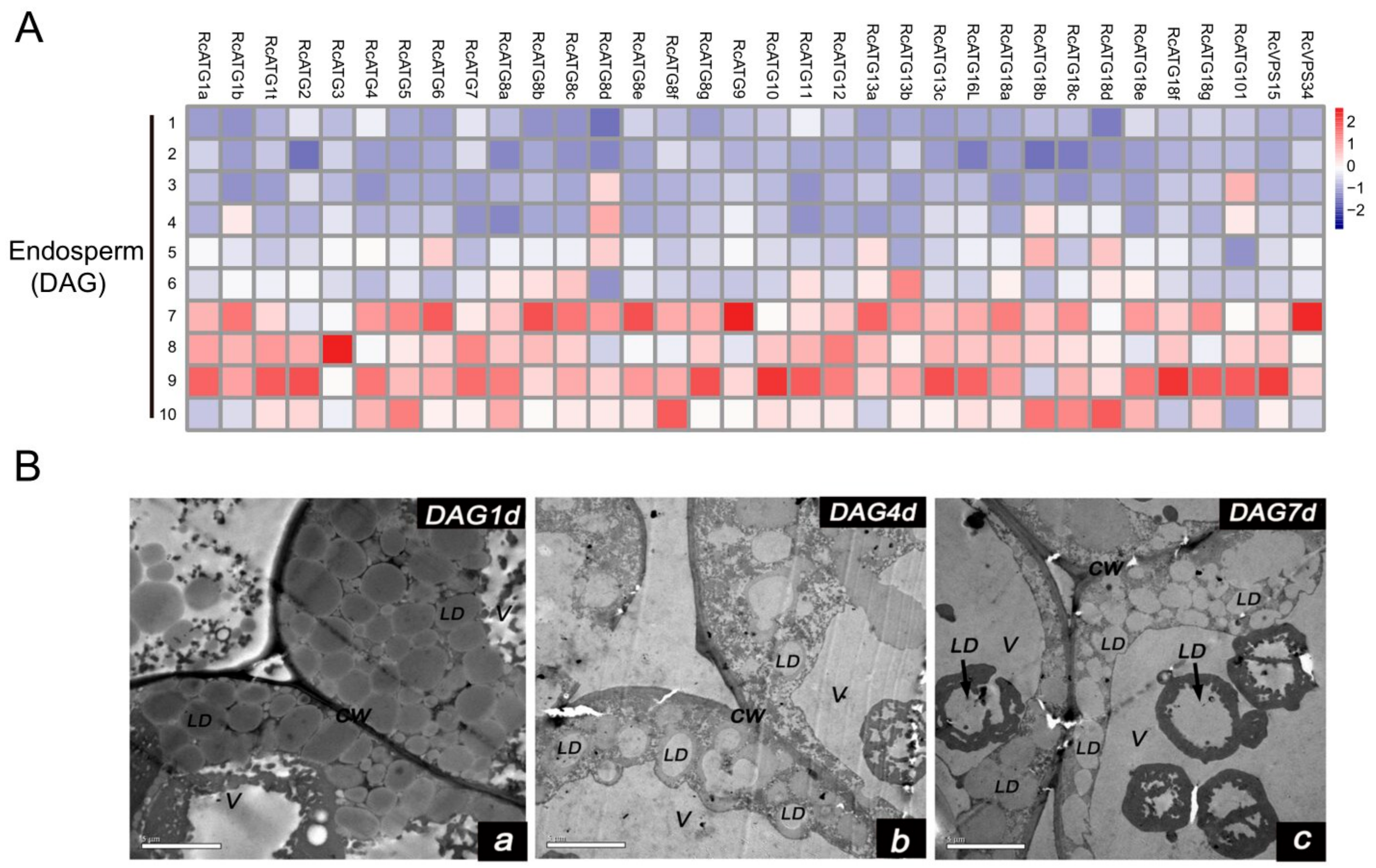 Ijms 21 00562 g006 Ijms 21 00562 g006