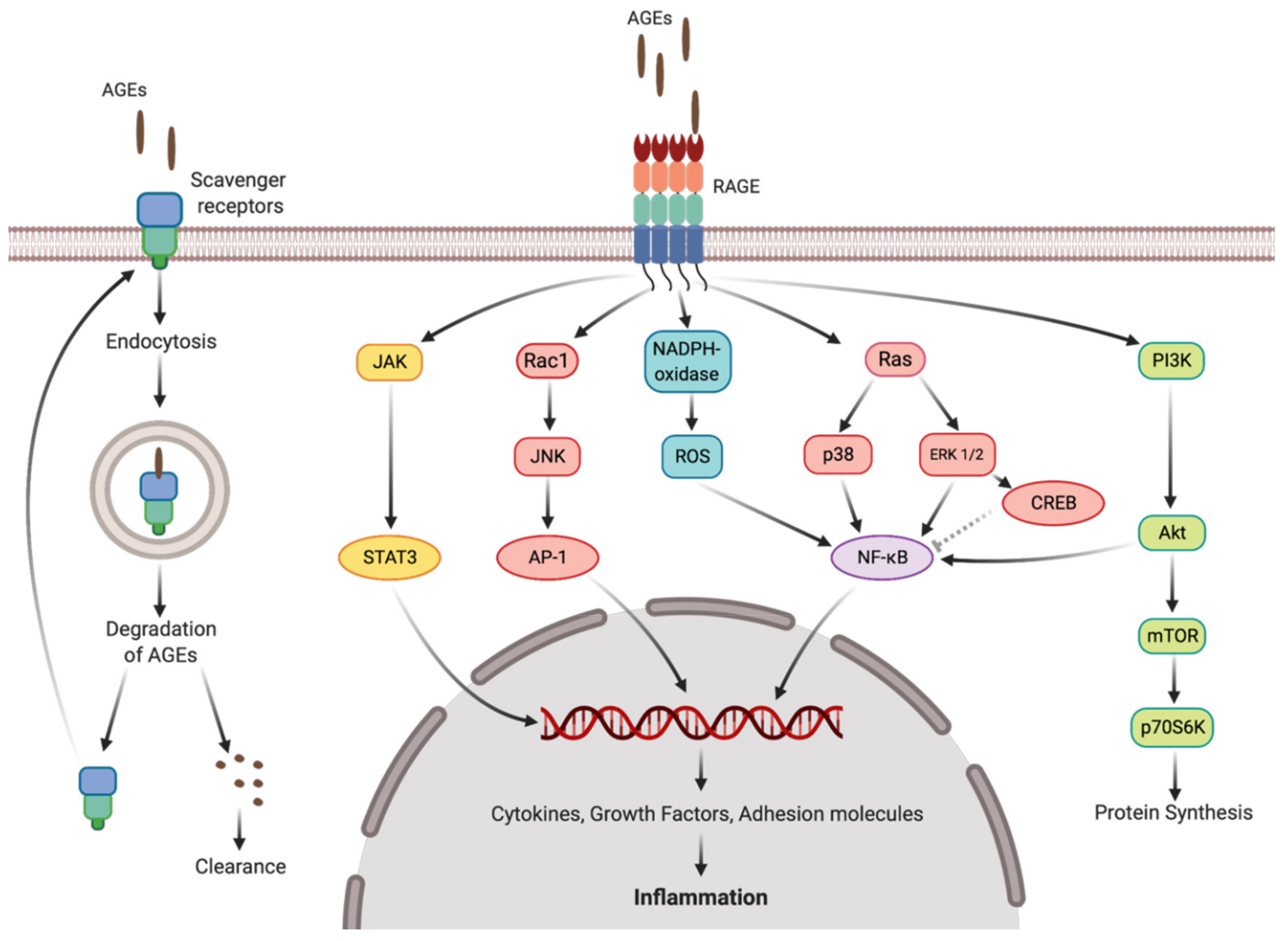 Ijms 21 00567 g010 Ijms 21 00567 g010