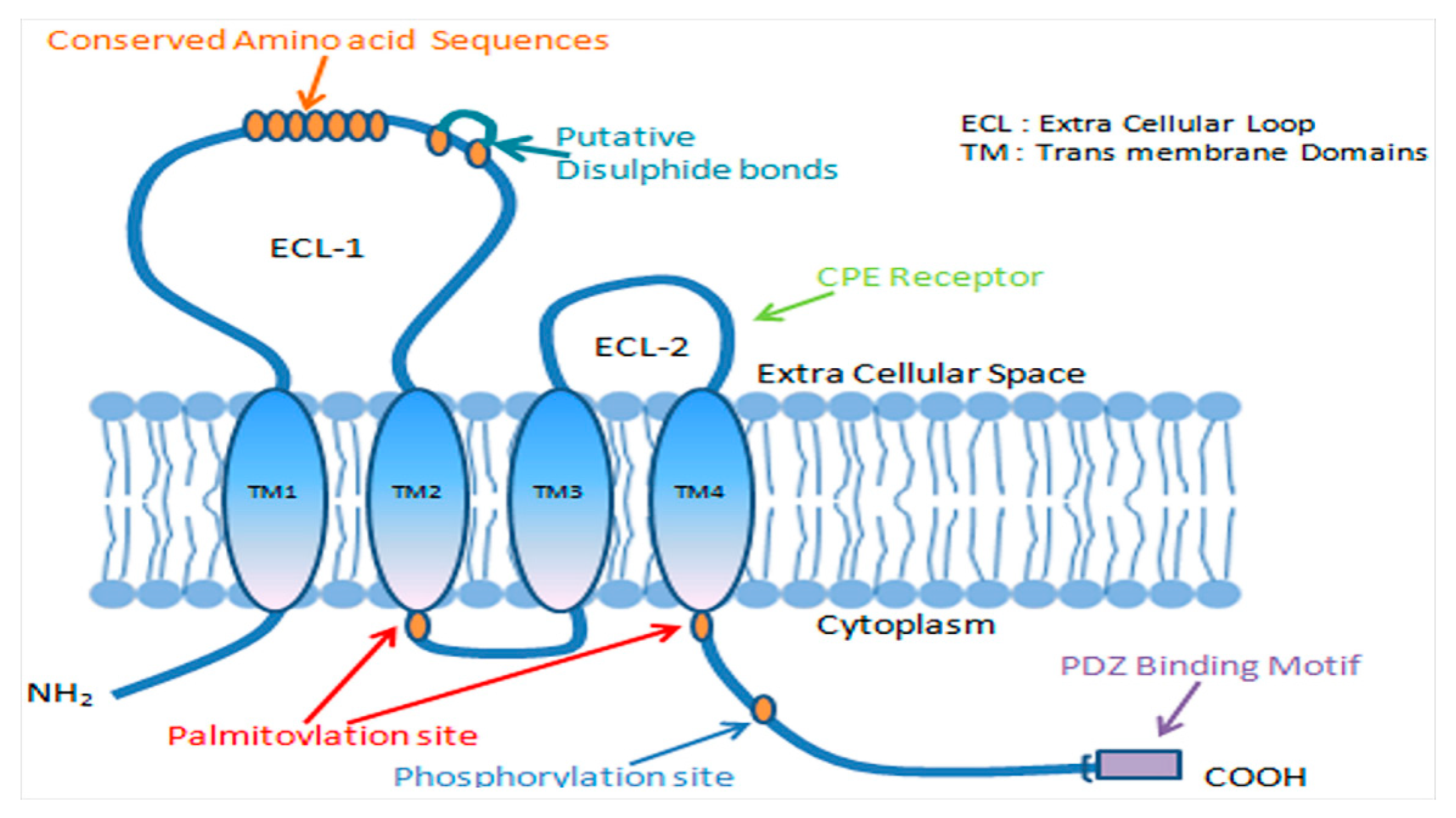 Ijms Free Full Text Claudin 1 A Double Edged Sword In Cancer