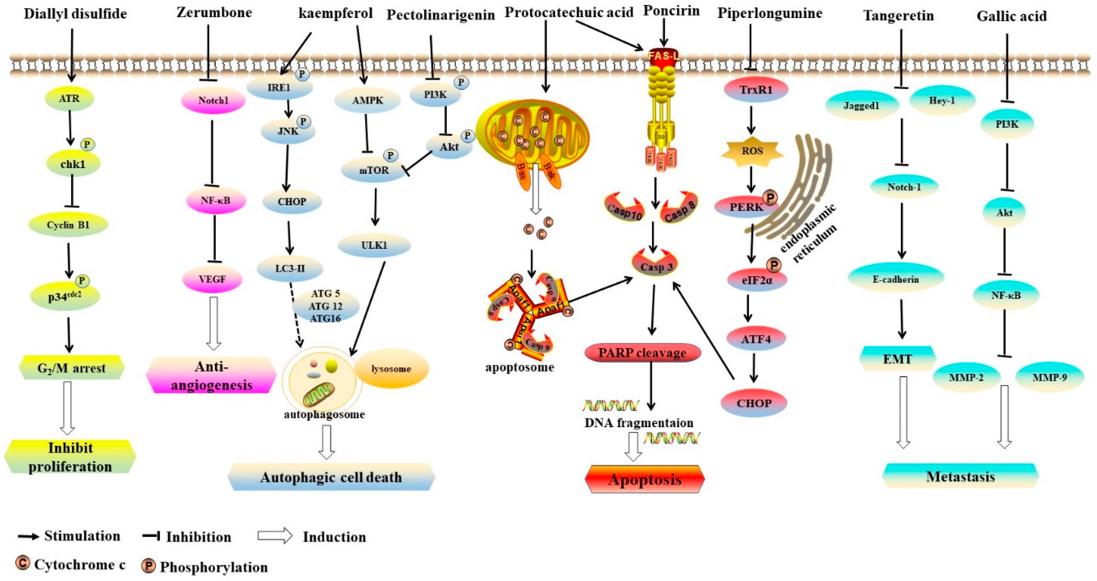 Ijms 21 00570 g002 Ijms 21 00570 g002
