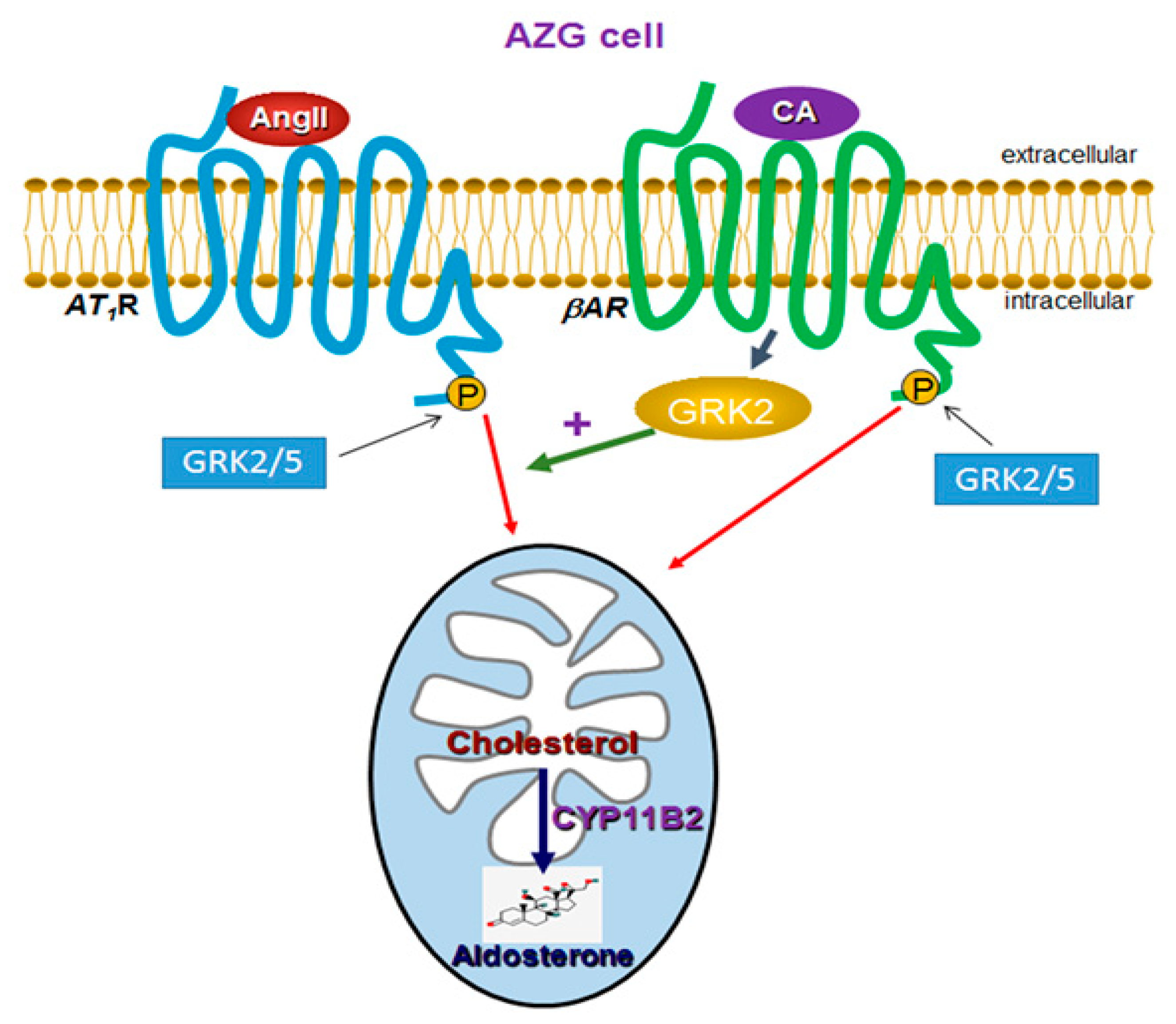 Ijms 21 00574 g005 Ijms 21 00574 g005