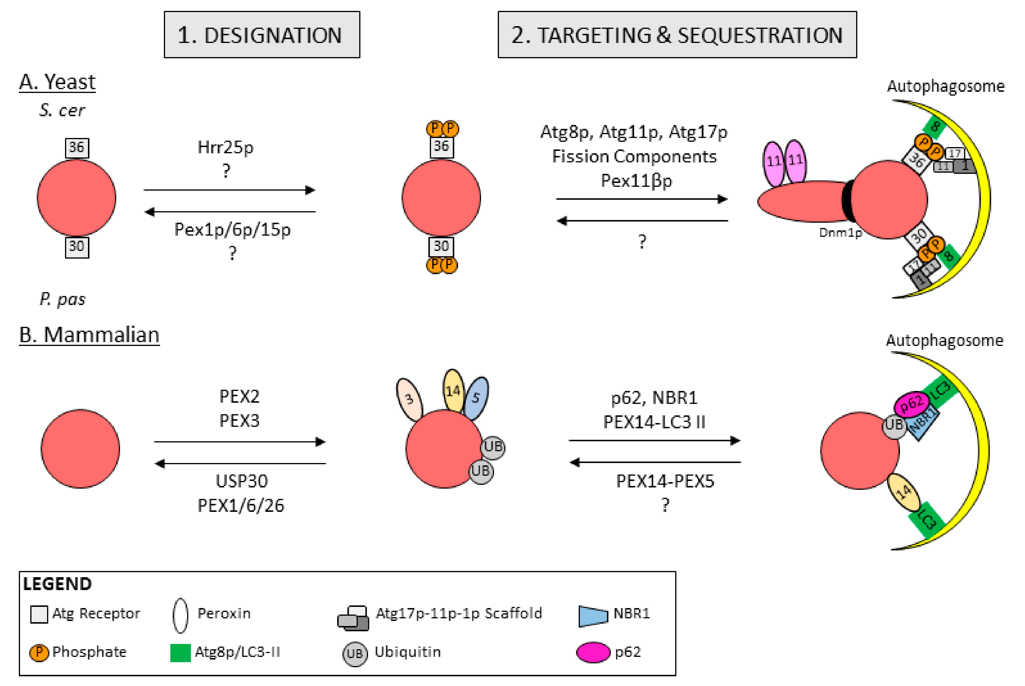 IJMS | Free Full-Text | Pexophagy: A Model for Selective Autophagy | HTML