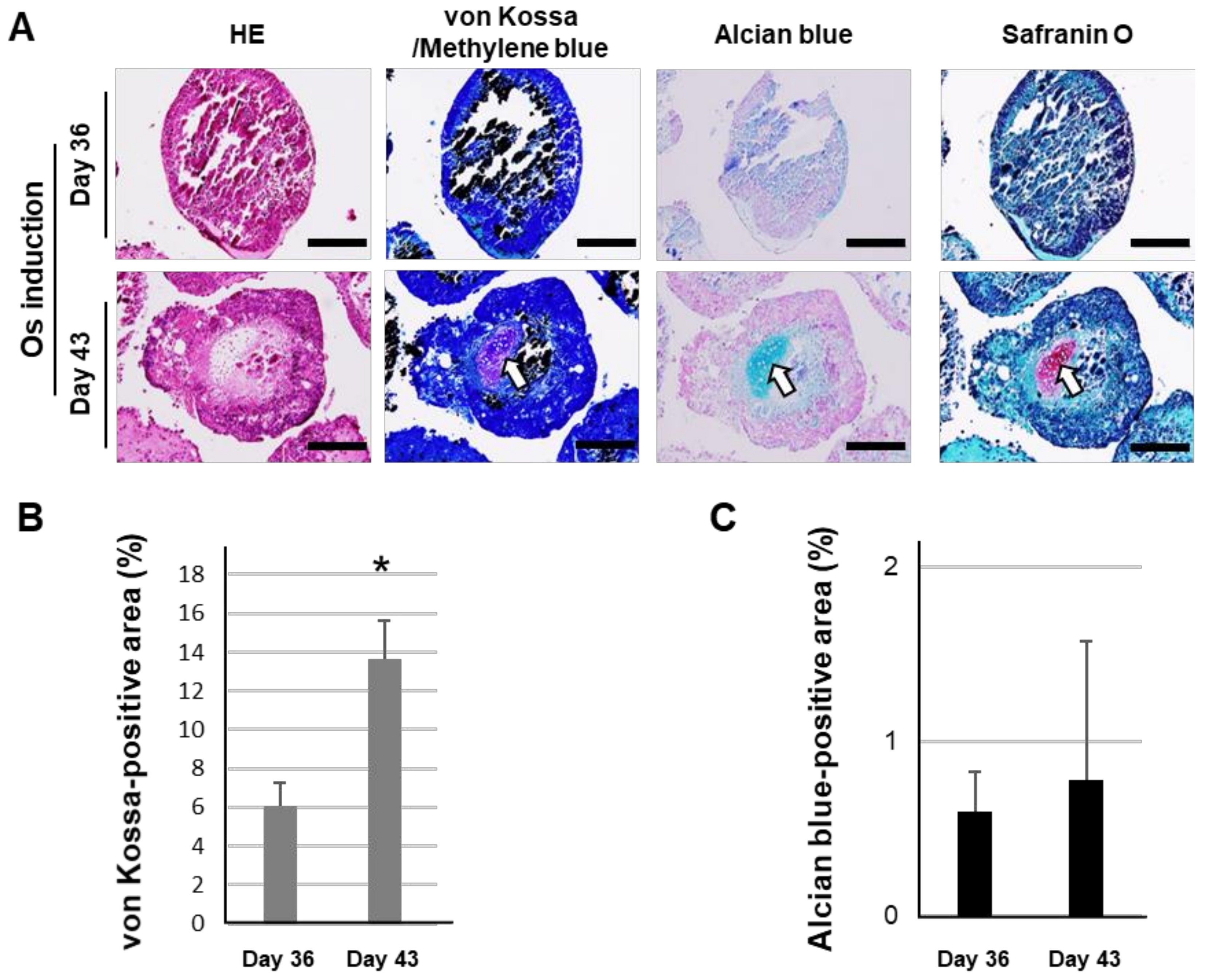 Ijms 21 00581 g002 Ijms 21 00581 g002