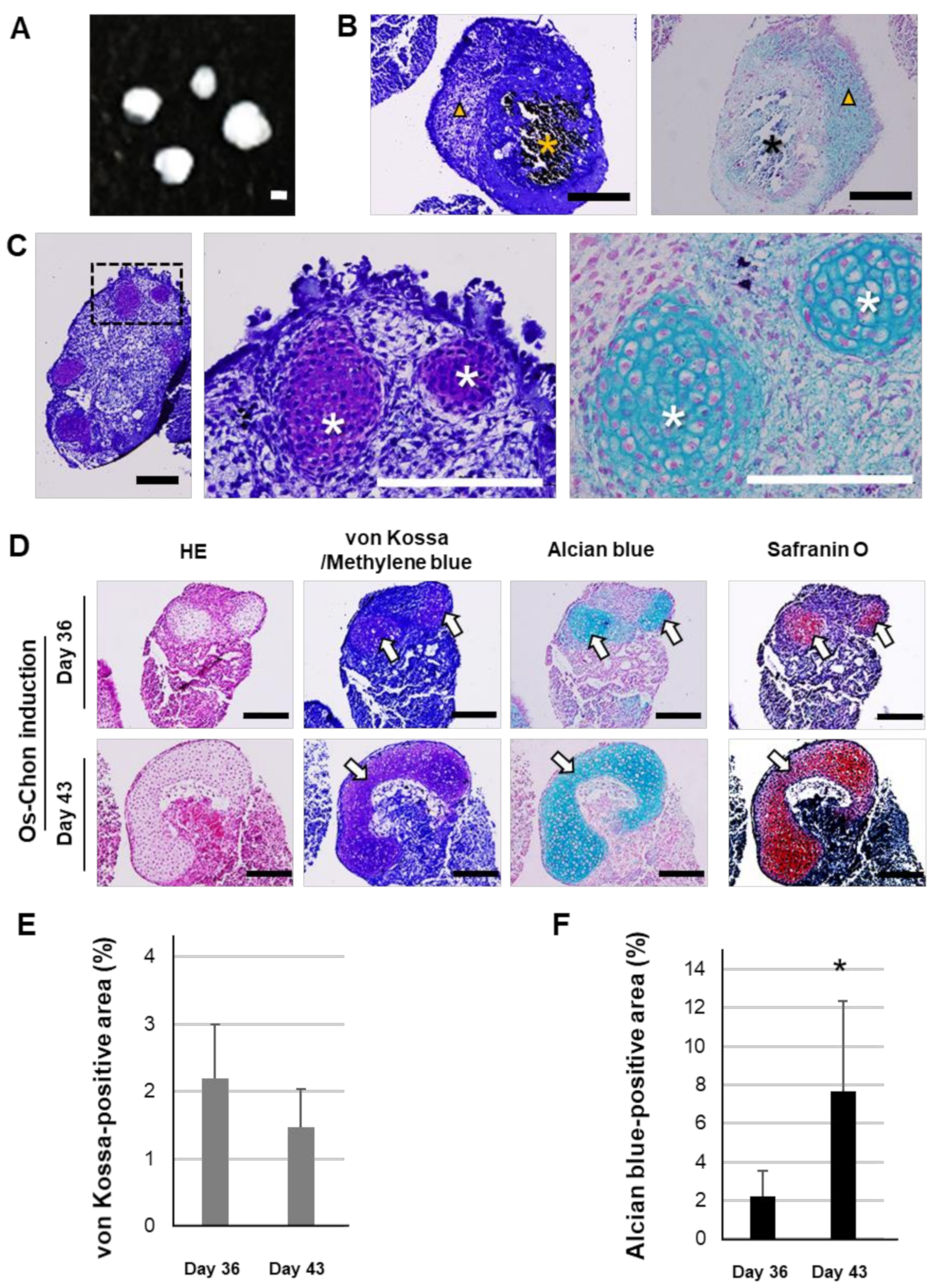Ijms 21 00581 g003 Ijms 21 00581 g003