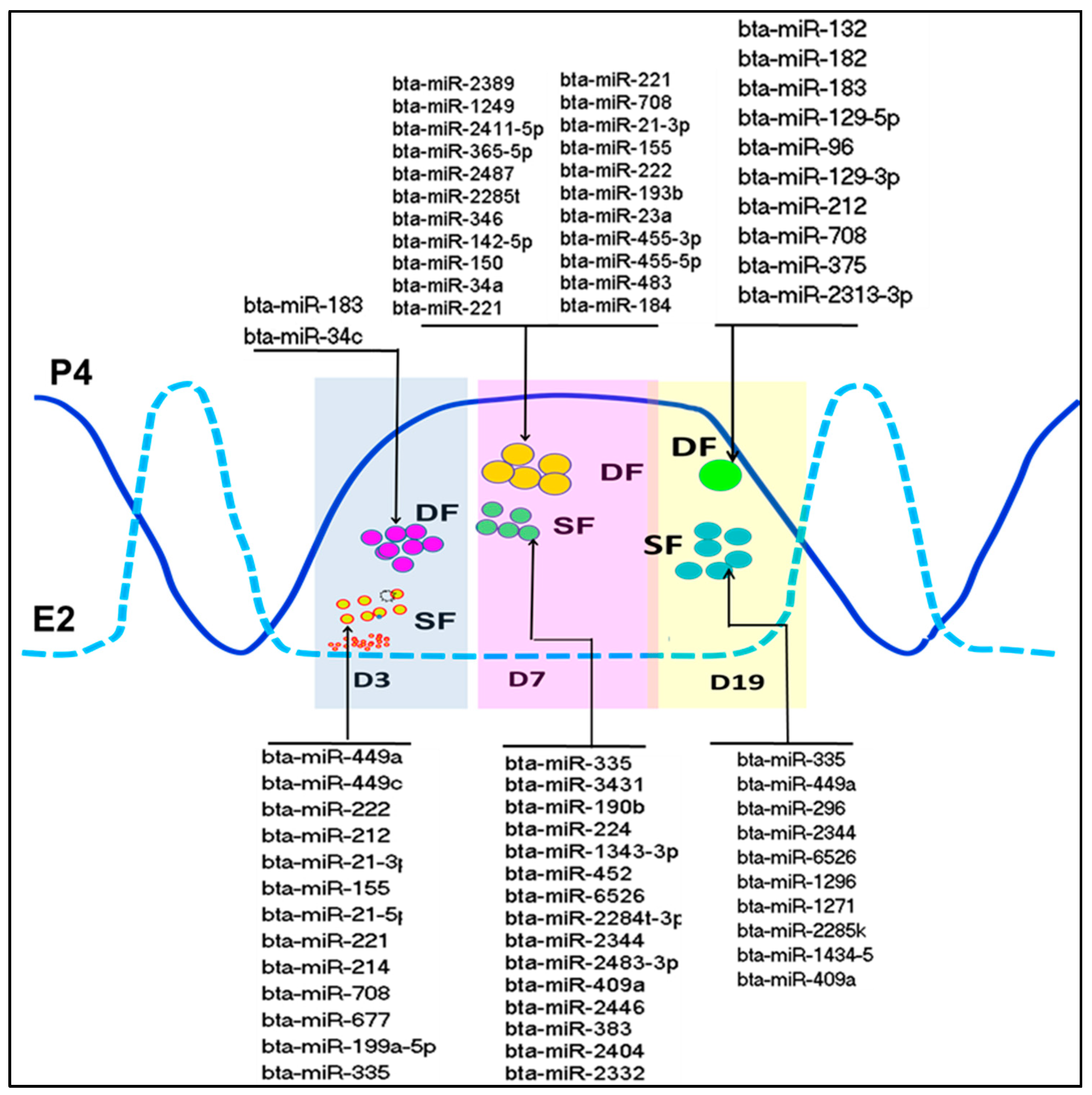 MicroRNA-21 as a regulator of human cumulus cell viability and its