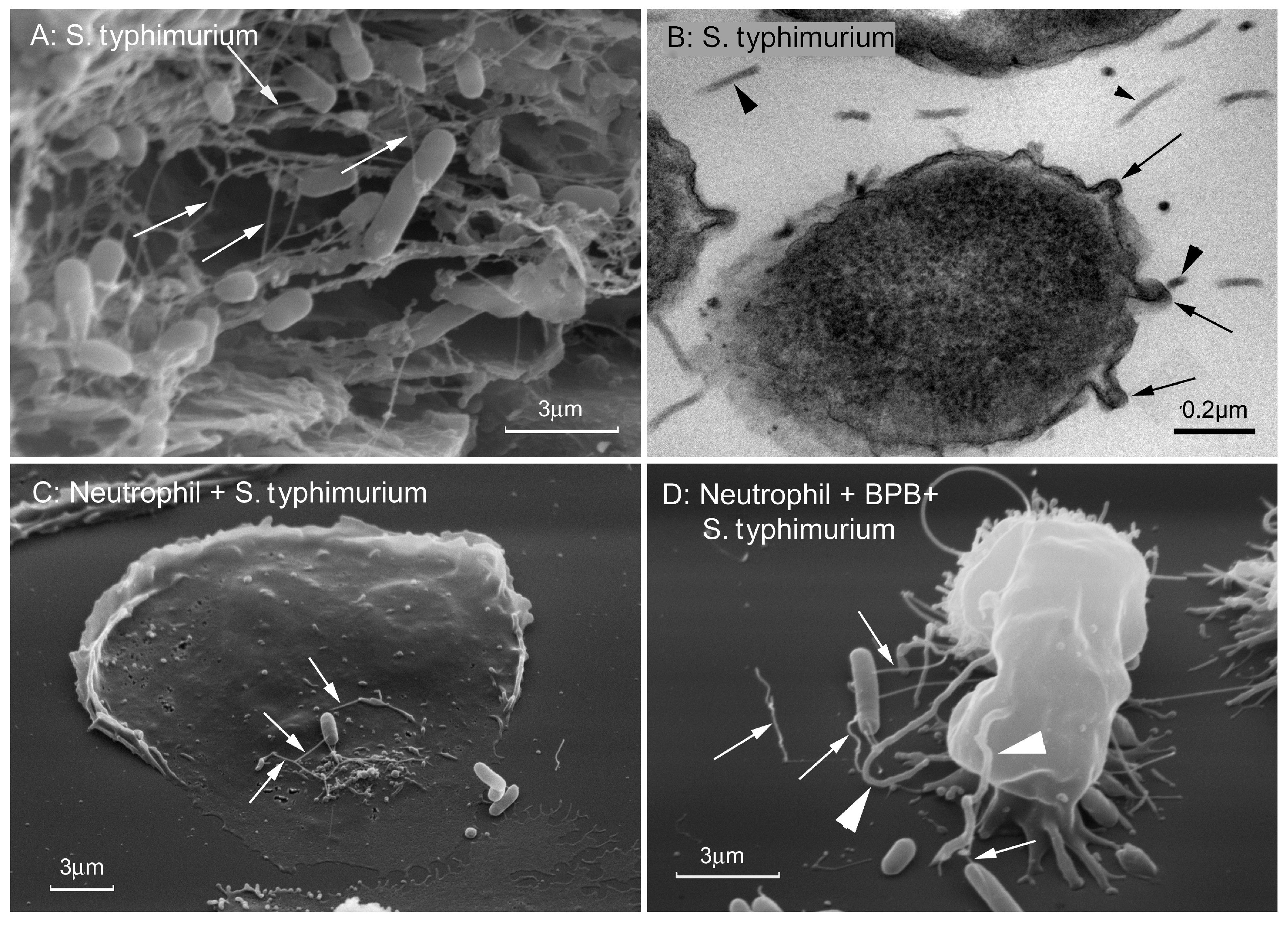 Ijms 21 00586 g006 Ijms 21 00586 g006