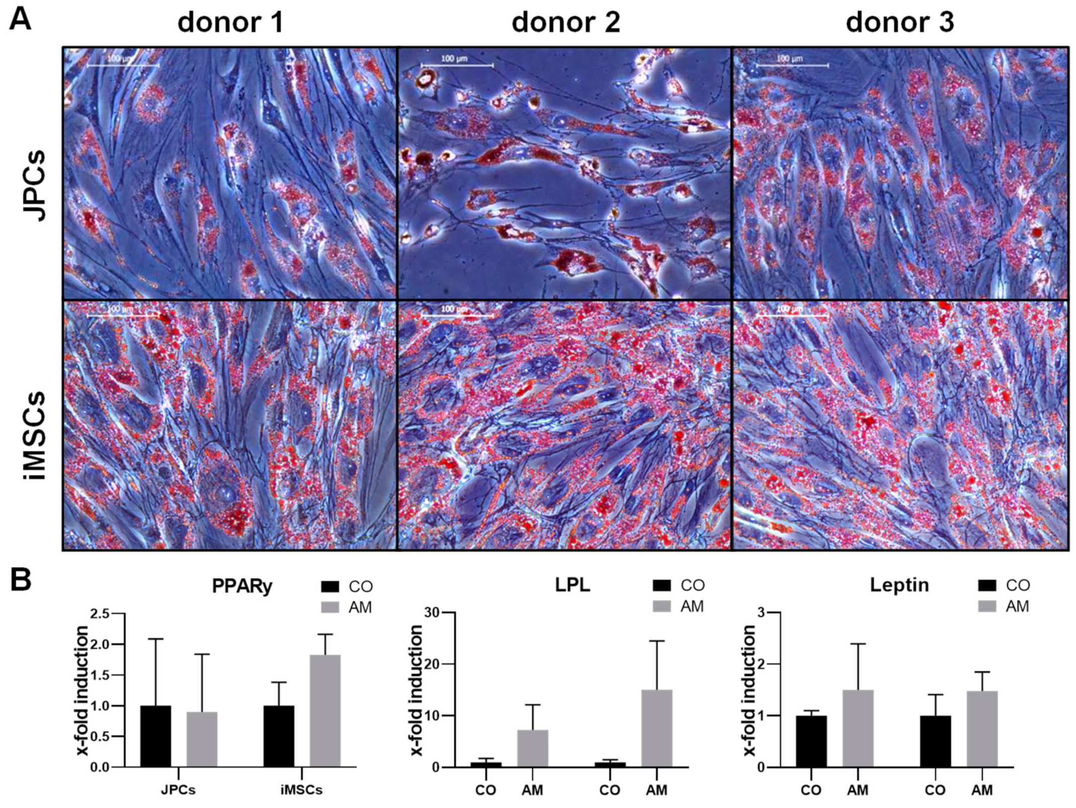 Ijms 21 00587 g001 Ijms 21 00587 g001