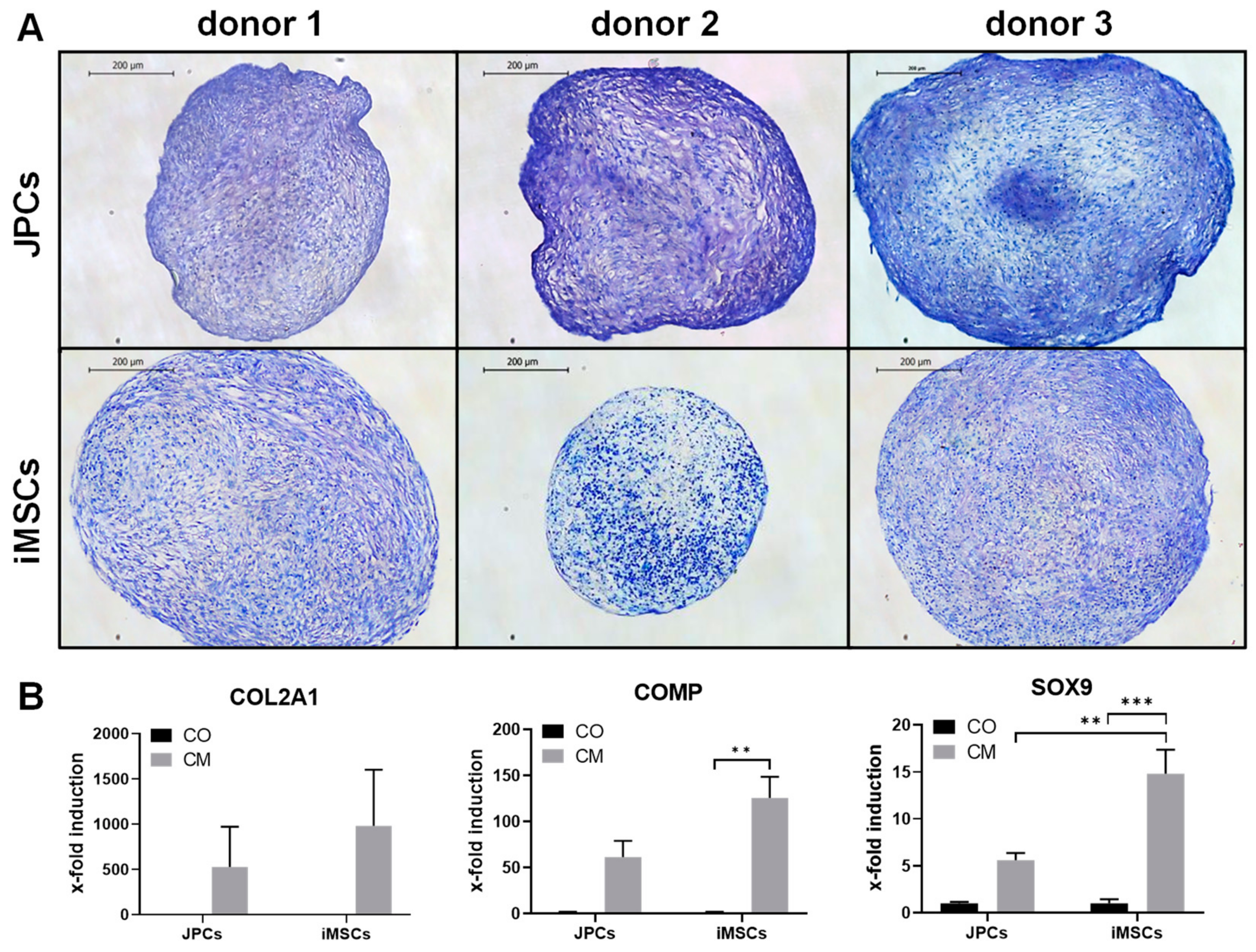 Ijms 21 00587 g002 Ijms 21 00587 g002