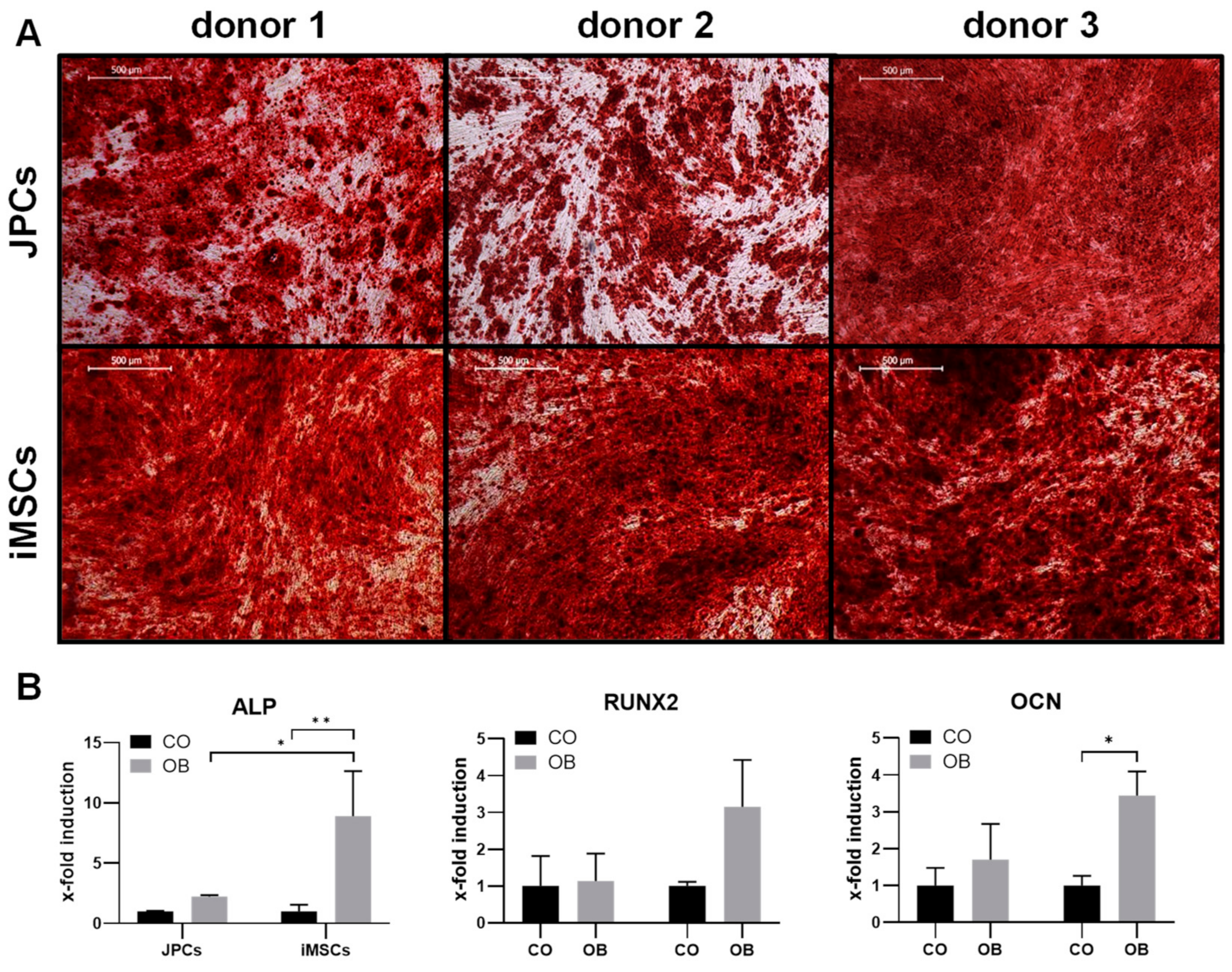 Ijms 21 00587 g003 Ijms 21 00587 g003