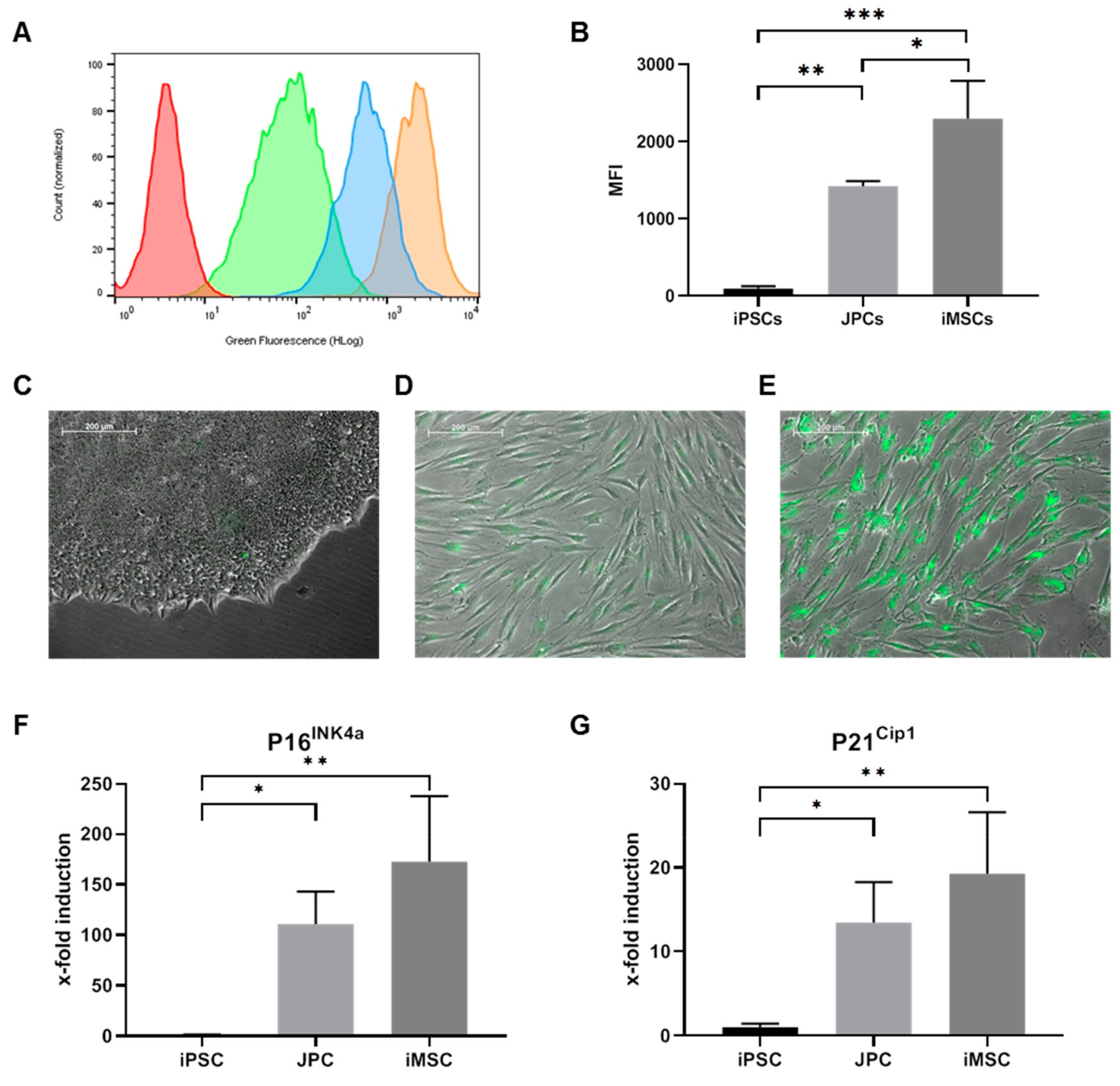 Ijms 21 00587 g006 Ijms 21 00587 g006