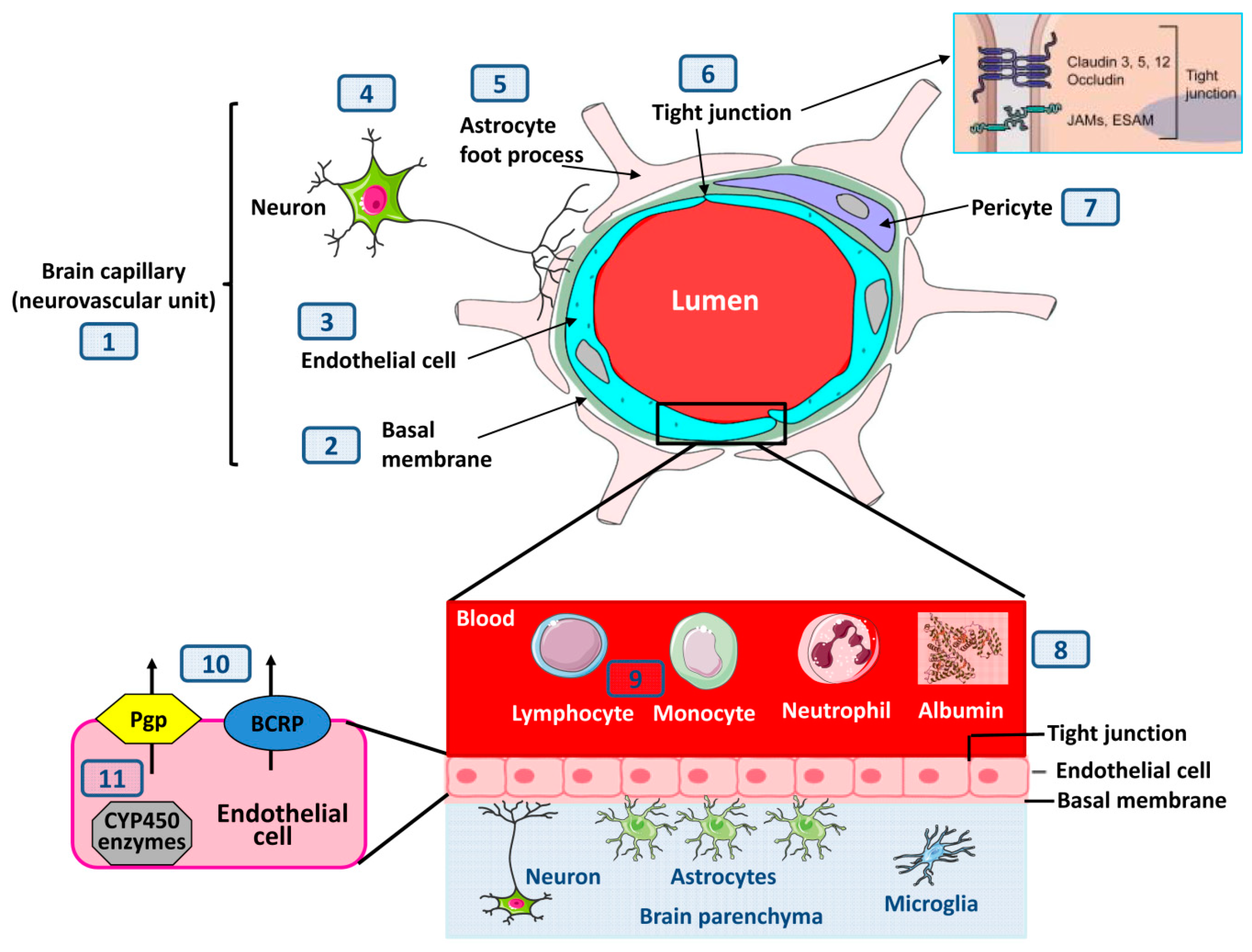 pedaal kompas Monnik IJMS | Free Full-Text | Structural, Molecular, and Functional Alterations  of the Blood-Brain Barrier during Epileptogenesis and Epilepsy: A Cause,  Consequence, or Both?