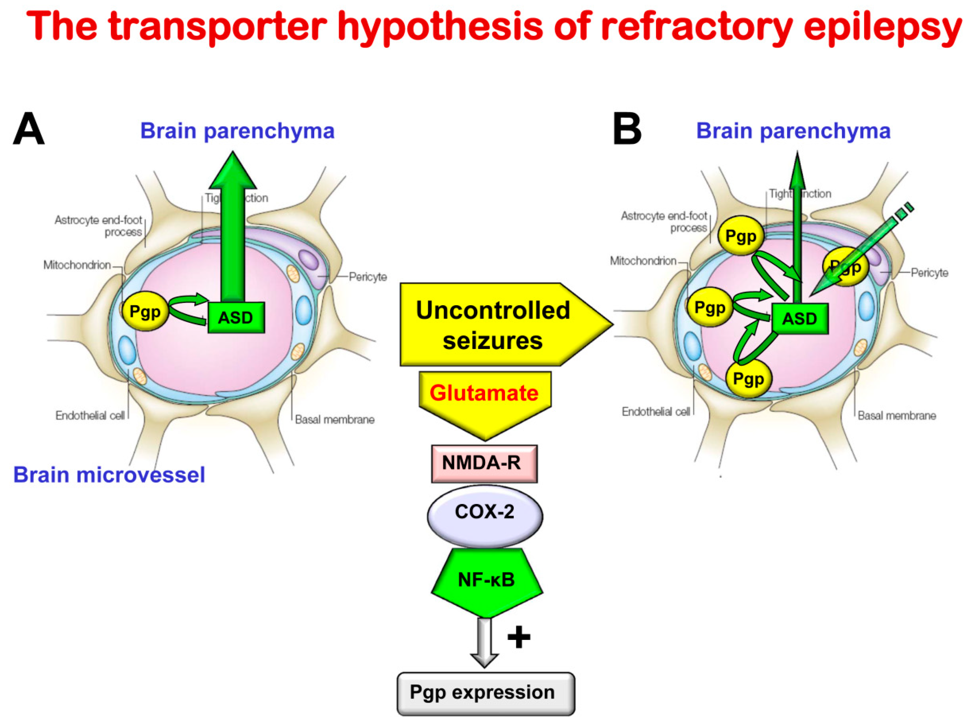 Blood Brain Barrier Disruption Causes Status Epilepticus Blood-brain