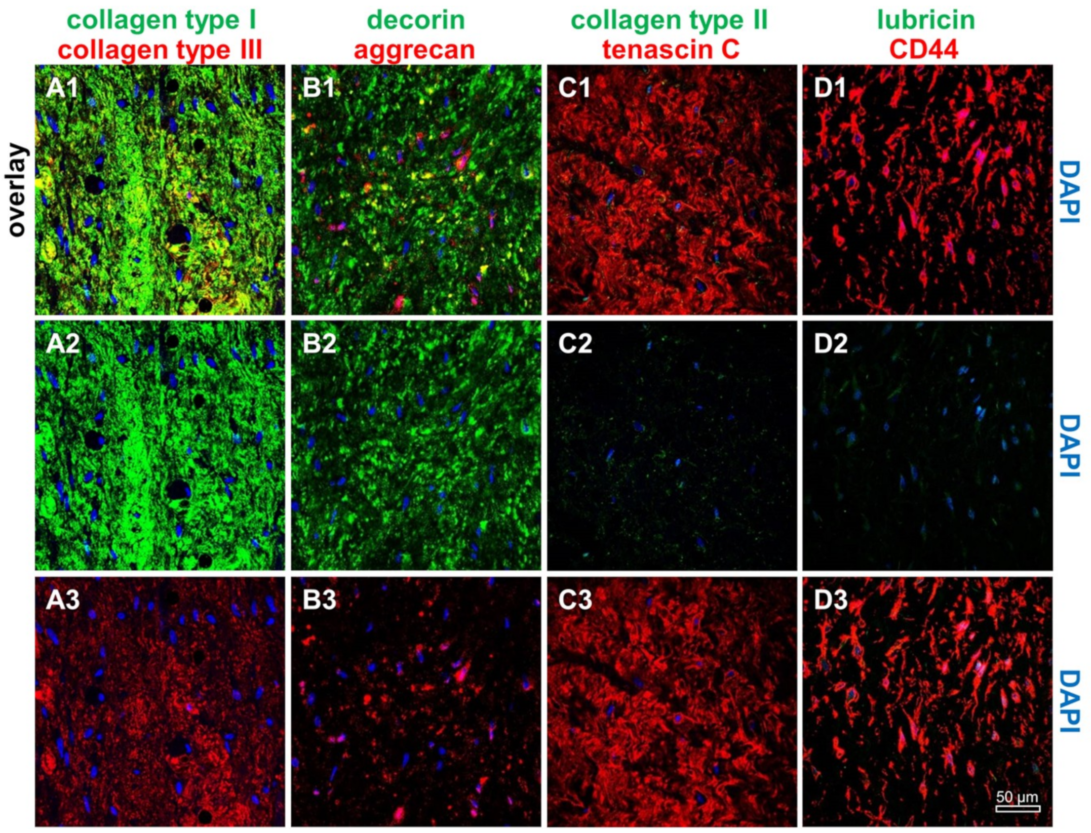 Ijms 21 00593 g001 Ijms 21 00593 g001