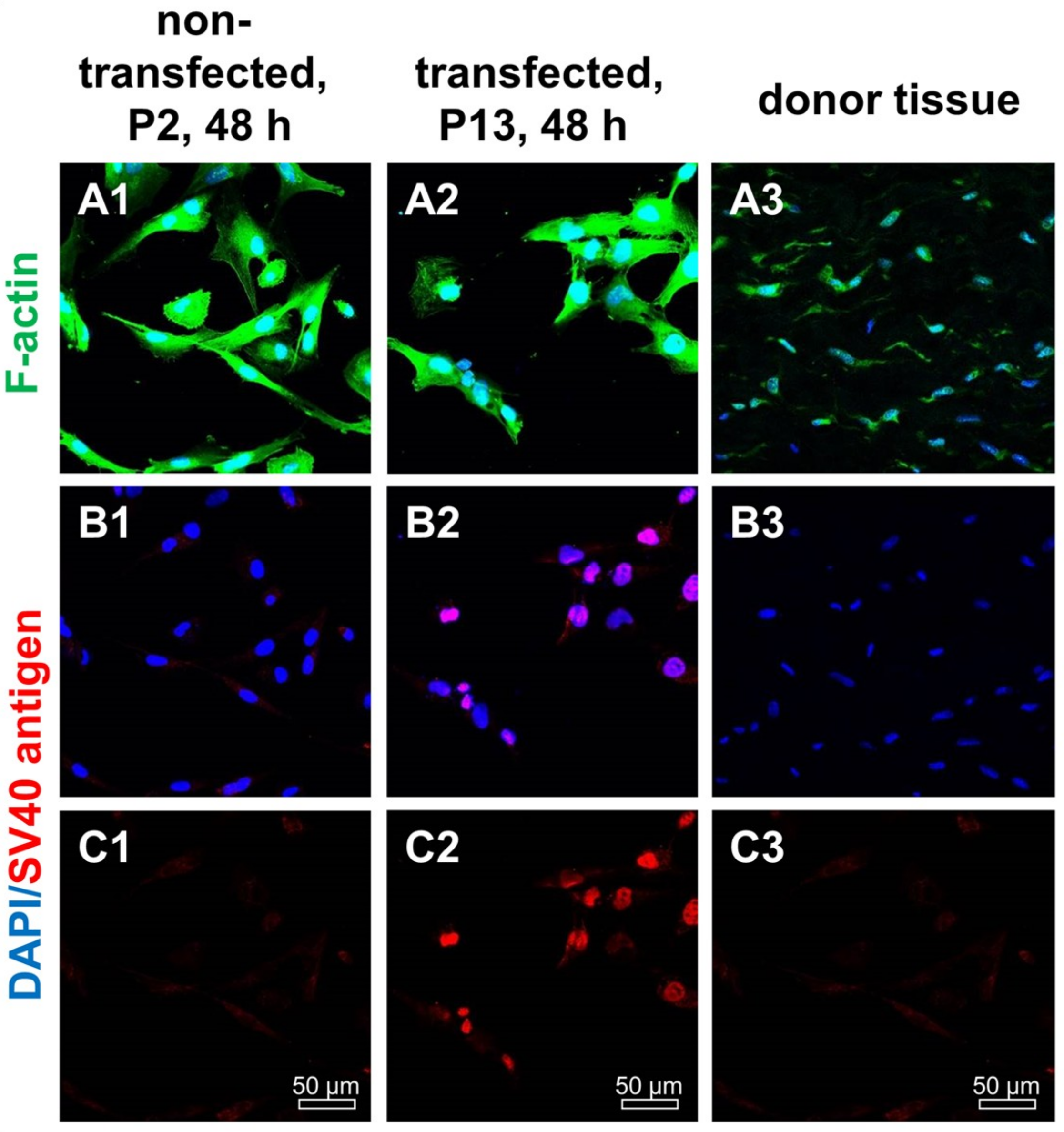 Ijms 21 00593 g002 Ijms 21 00593 g002