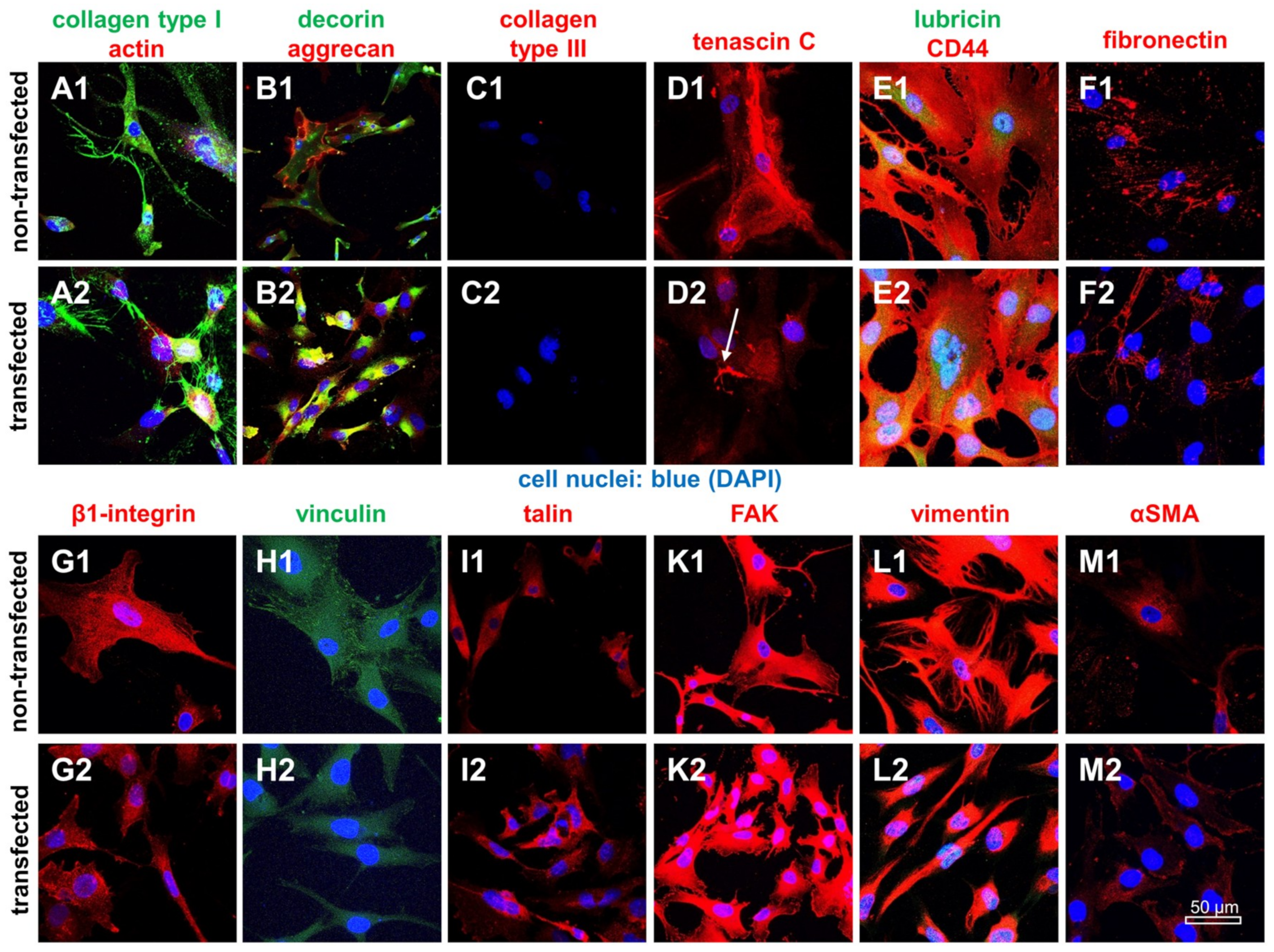 Ijms 21 00593 g006 Ijms 21 00593 g006