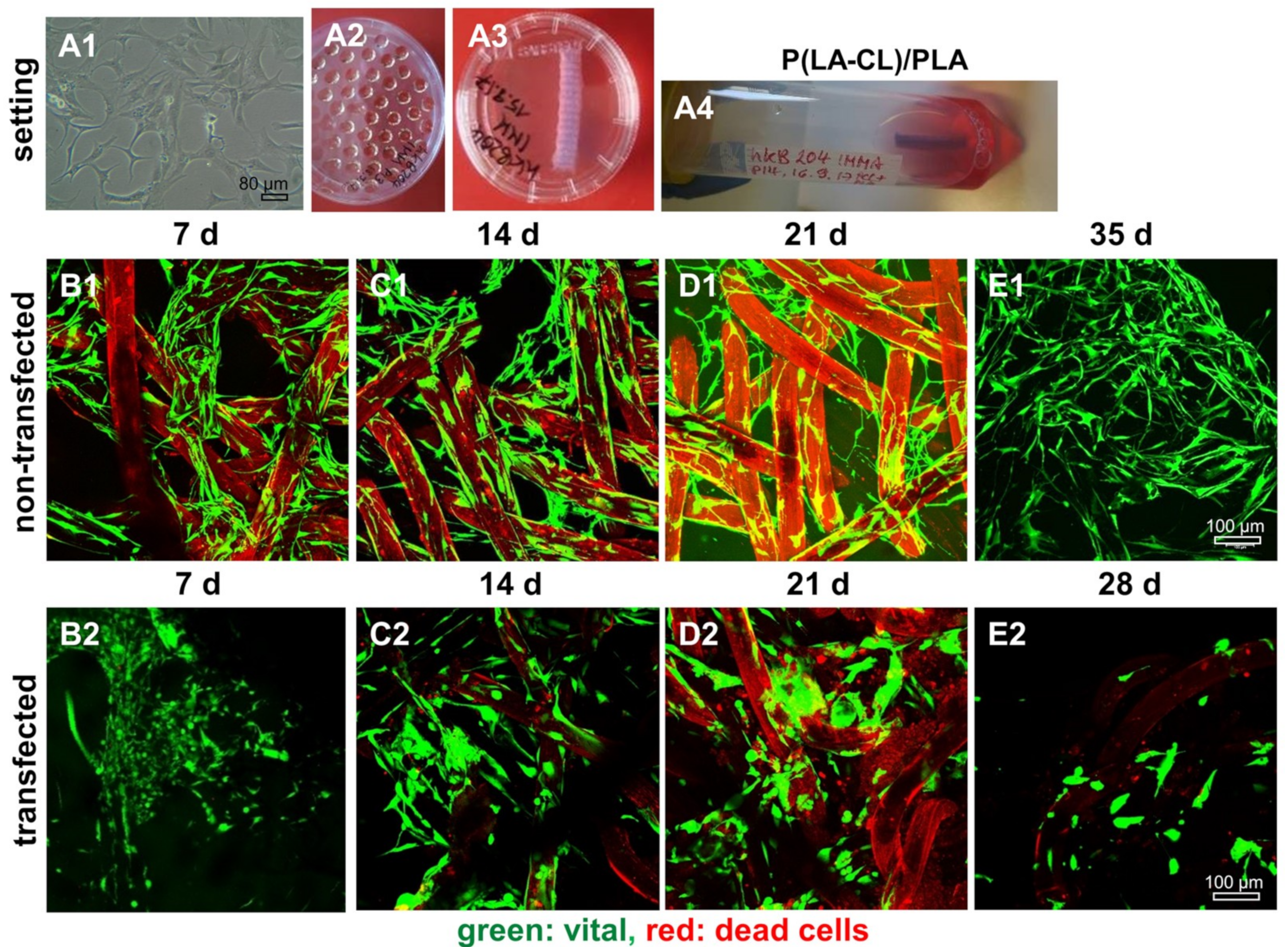 Ijms 21 00593 g008 Ijms 21 00593 g008