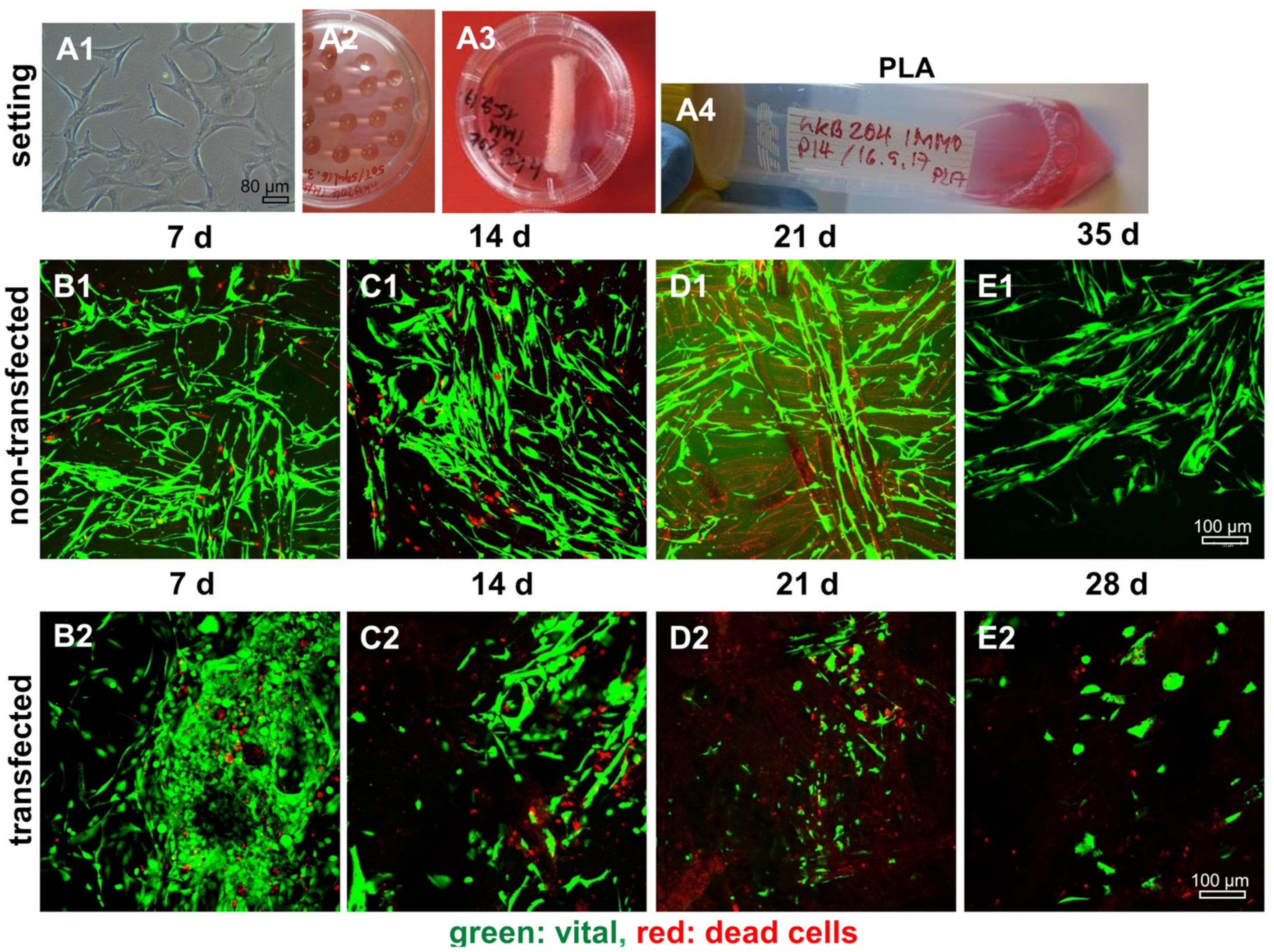 Ijms 21 00593 g009 Ijms 21 00593 g009