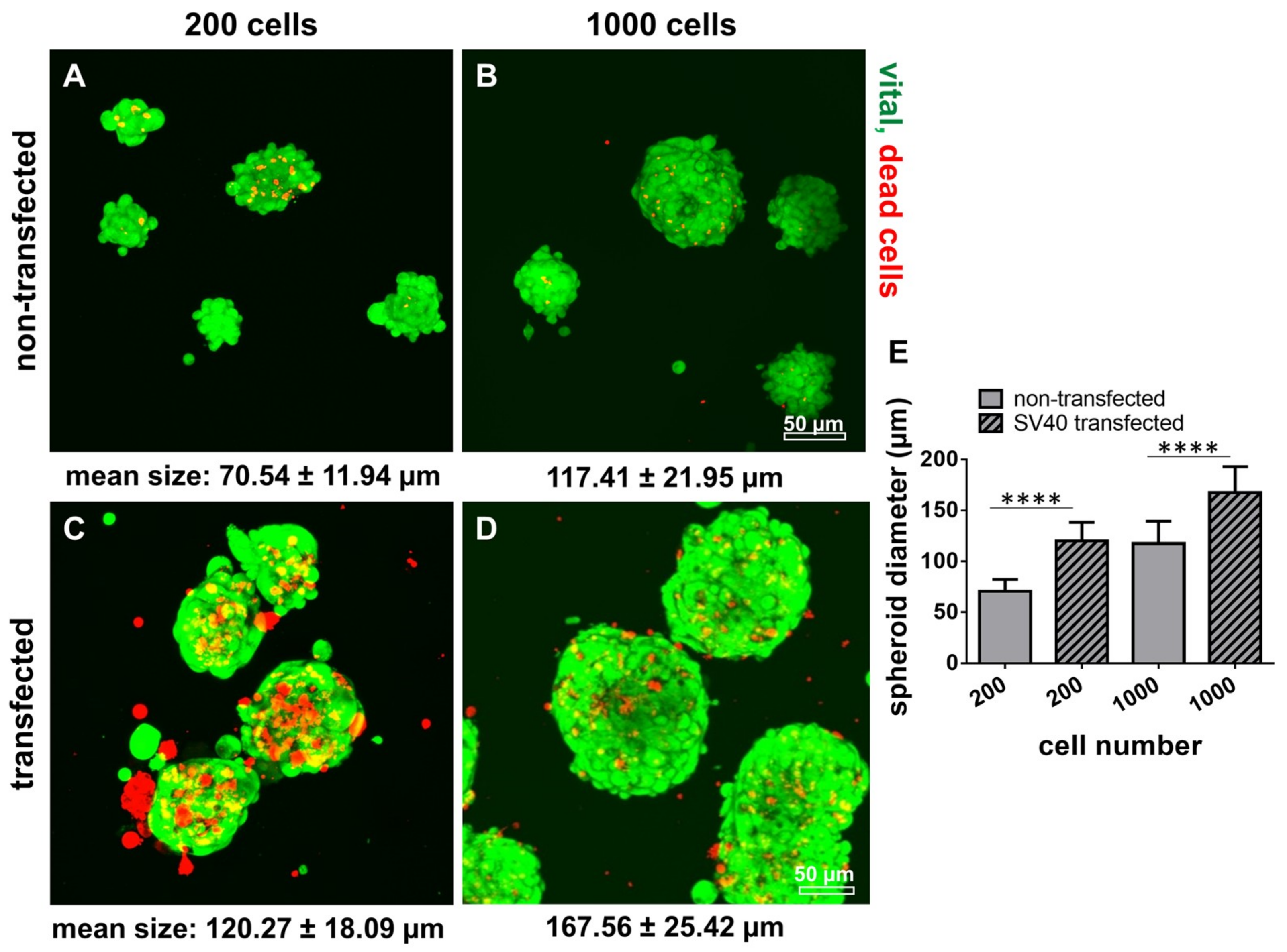 Ijms 21 00593 g010 Ijms 21 00593 g010