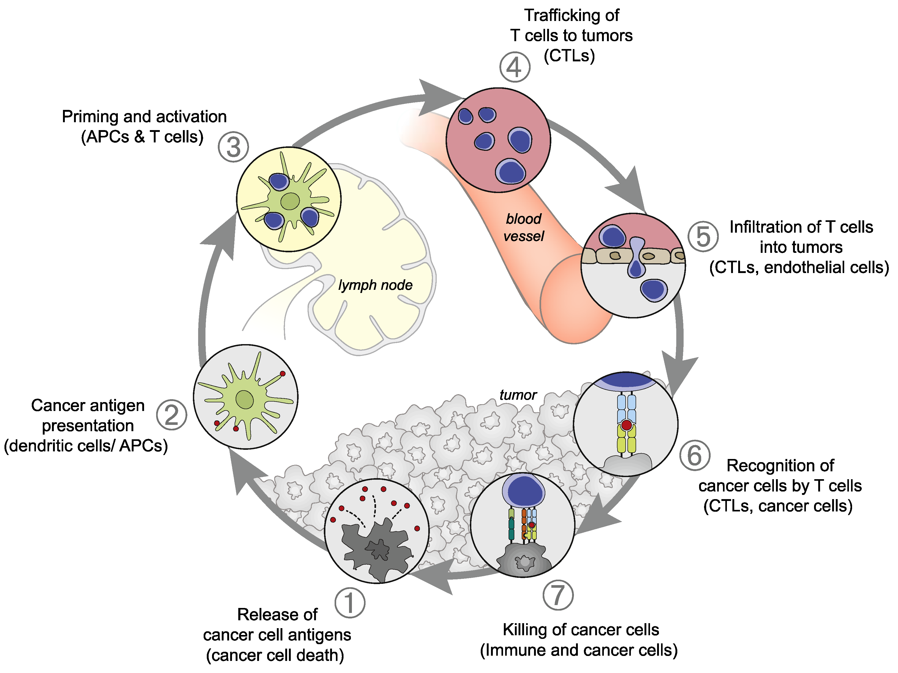 How cancer evades immune system detection and spreads