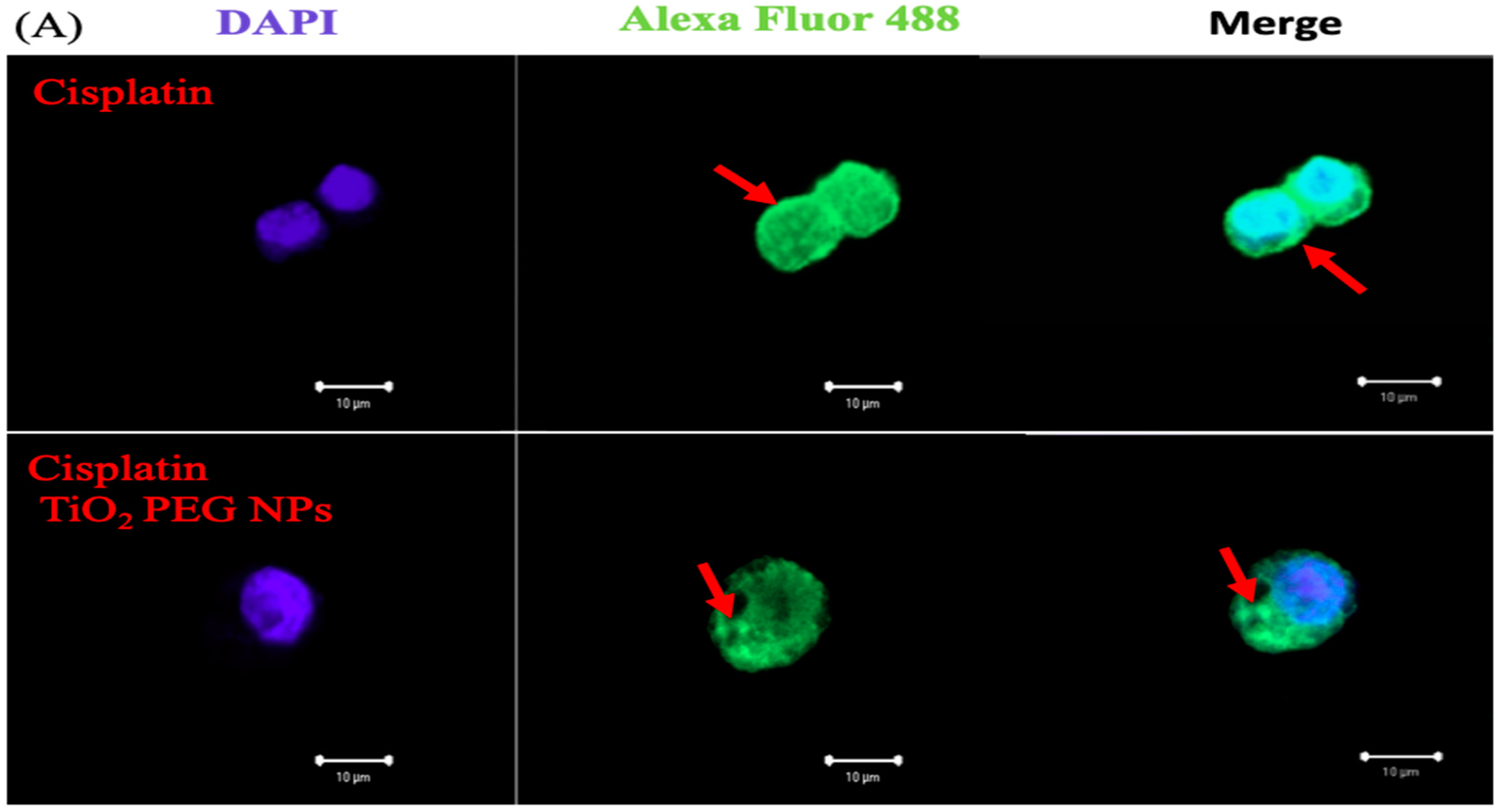 Ijms 21 00605 g004a Ijms 21 00605 g004a