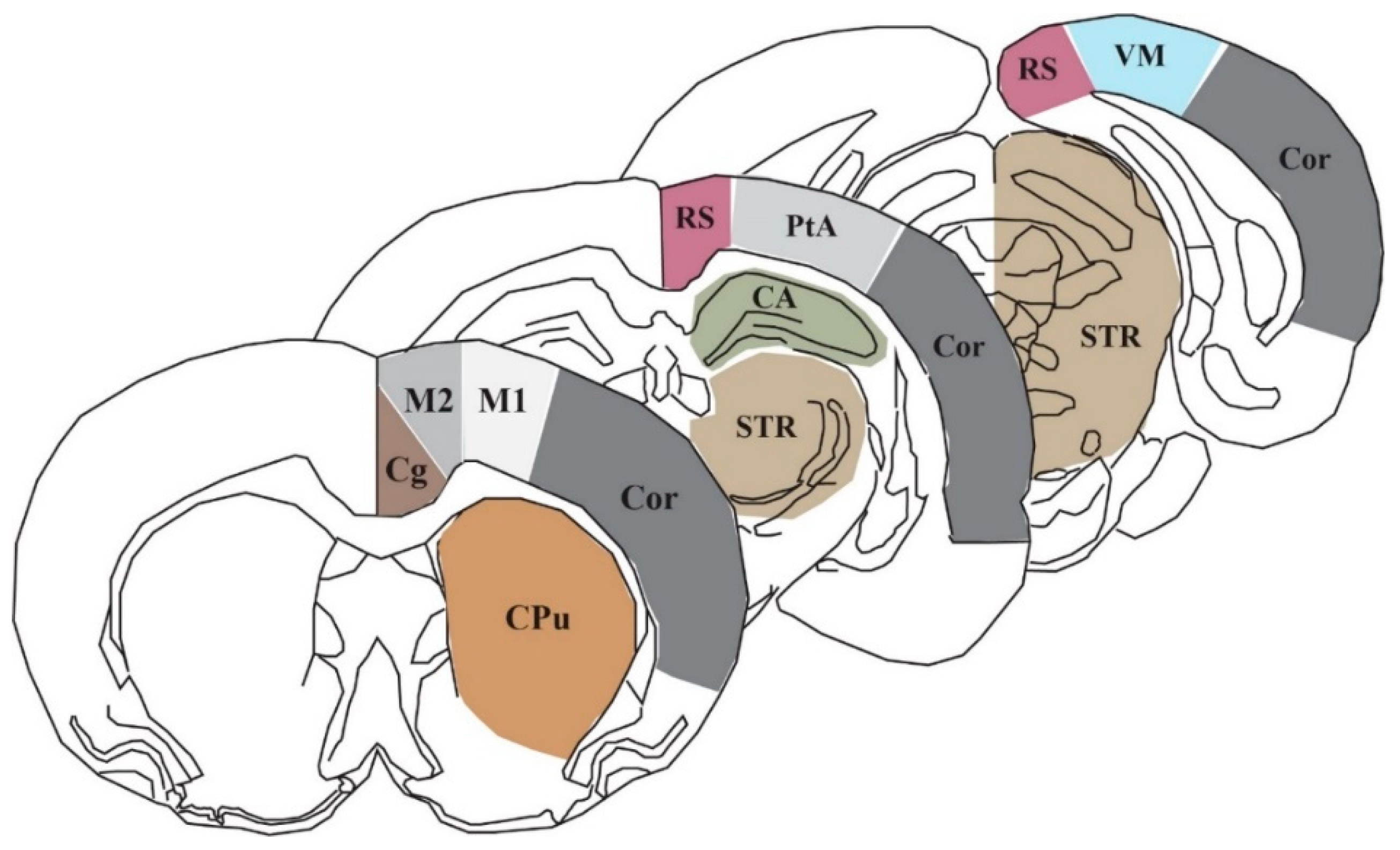 Ijms 21 00609 g004 Ijms 21 00609 g004