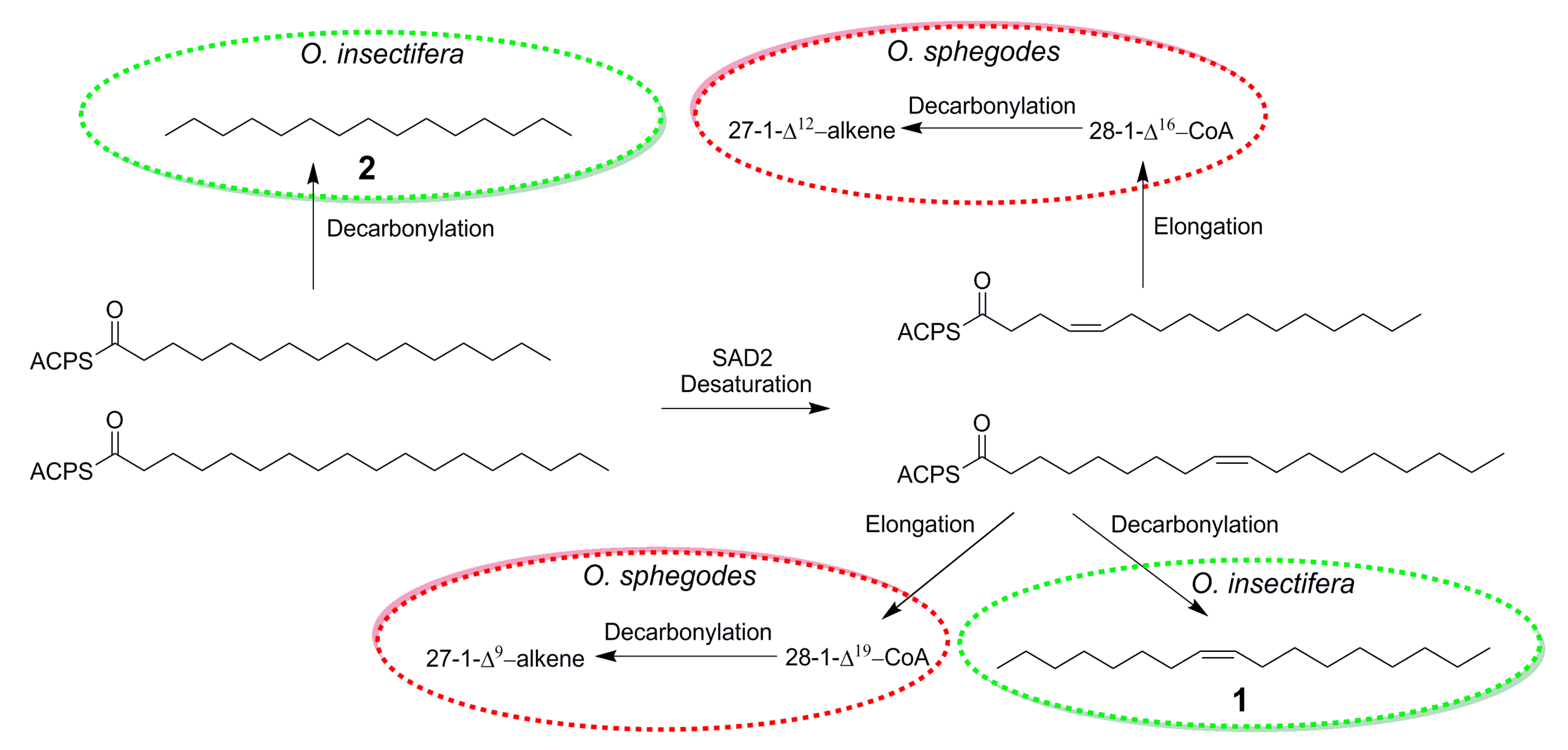Ijms 21 00620 g002 Ijms 21 00620 g002