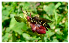 Ijms 21 00620 i001 Ijms 21 00620 i001